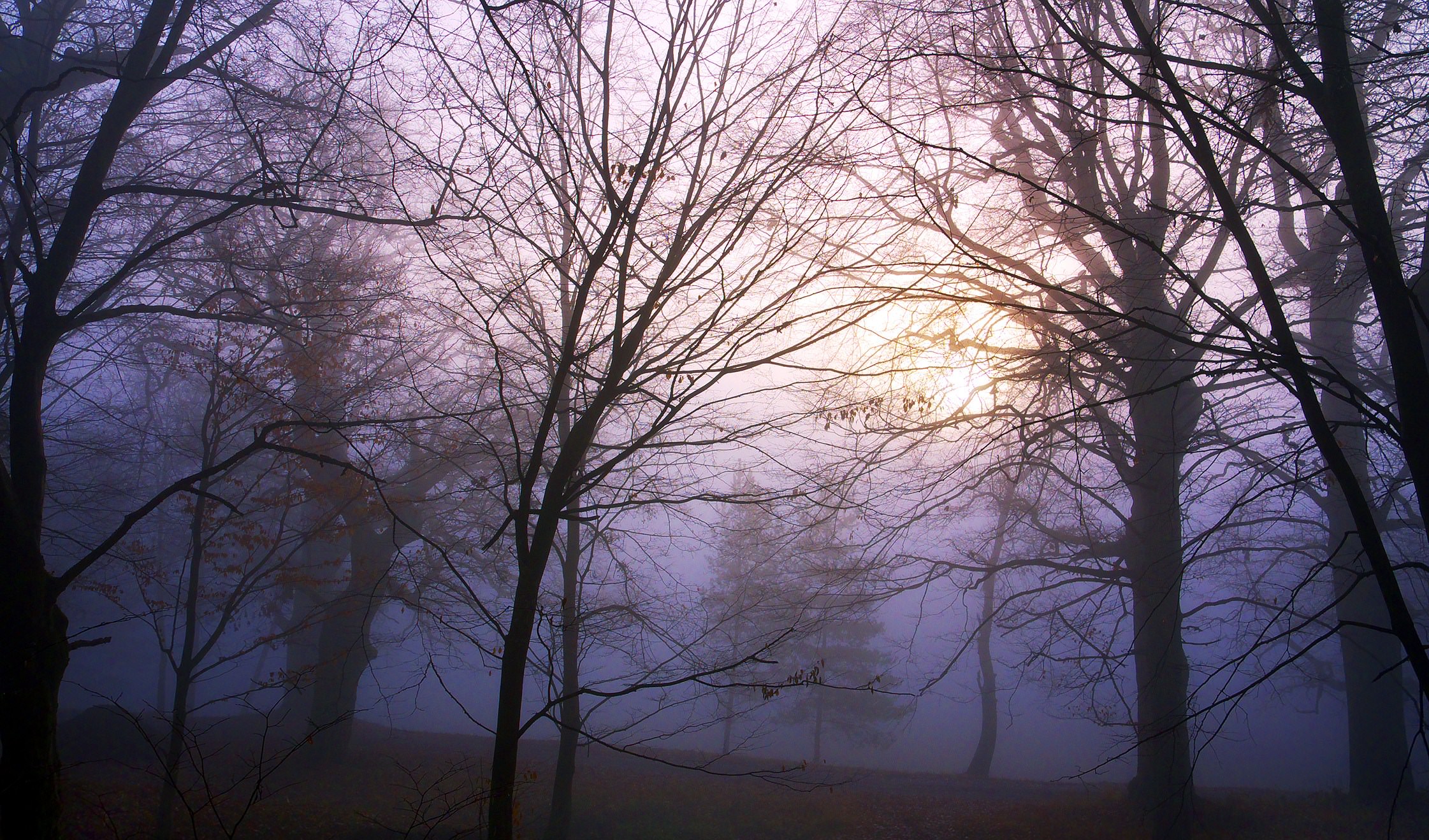 Arbres et Forets Un épais brouillard 8.