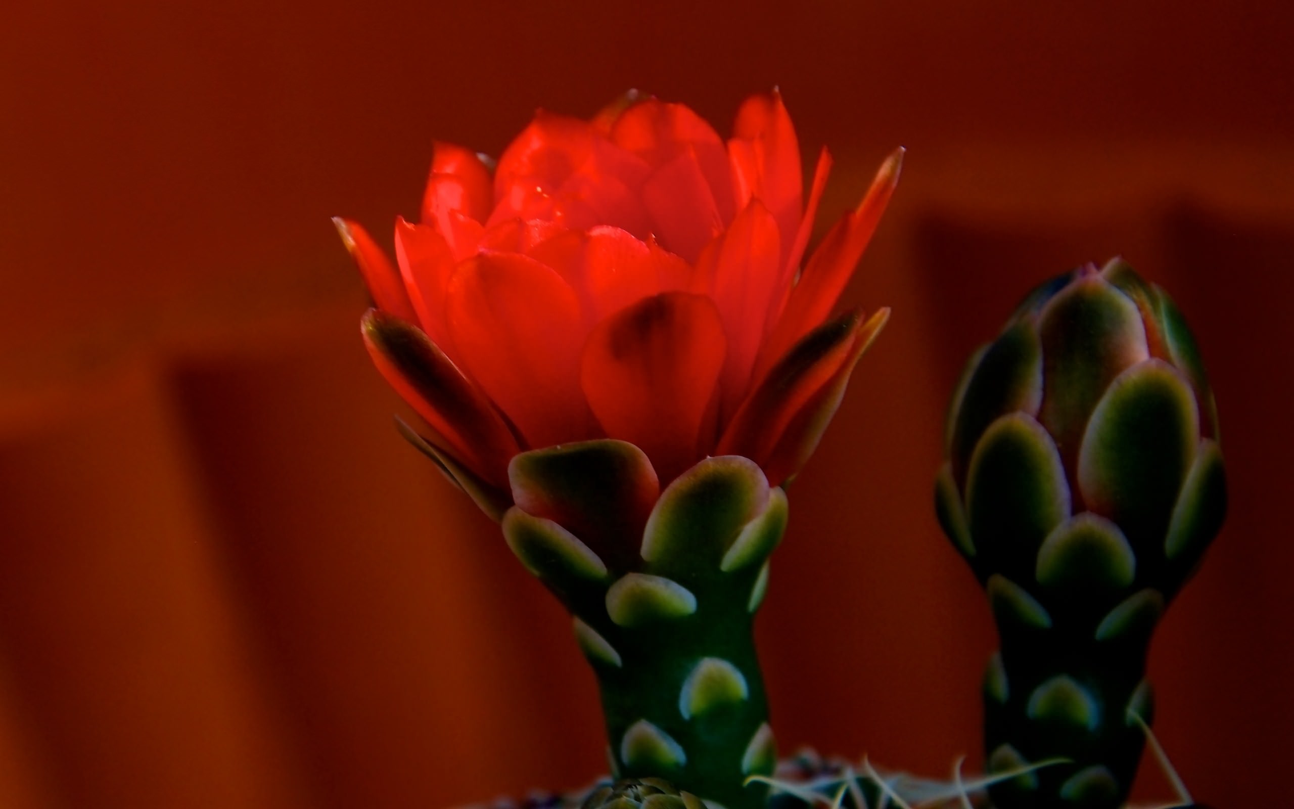 Cactus Fleur de cactus....