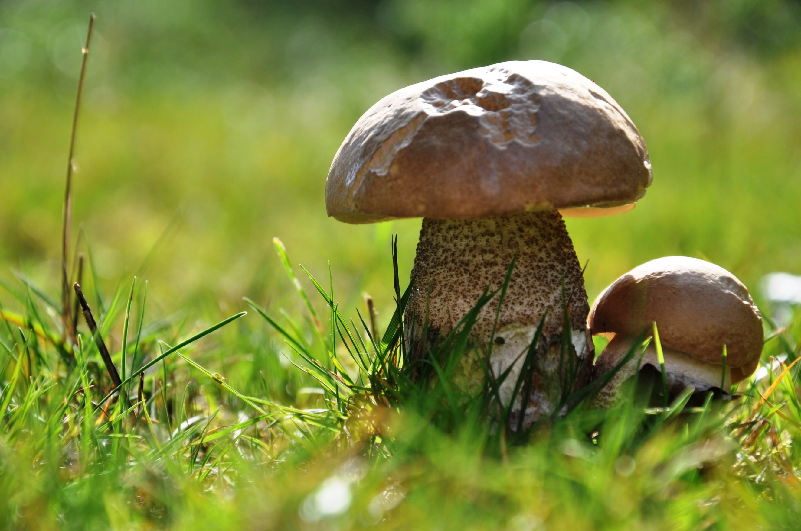 Champignons Little mushroom