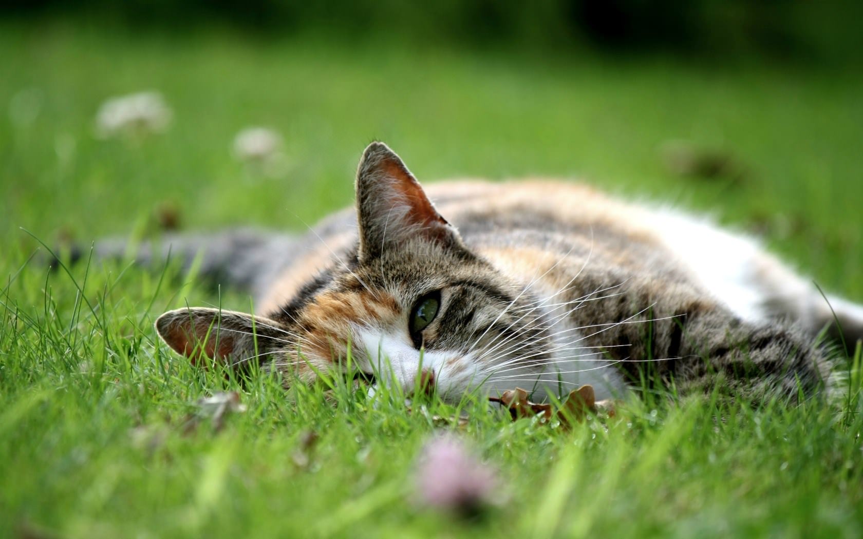 Chats Chat dans l'herbe