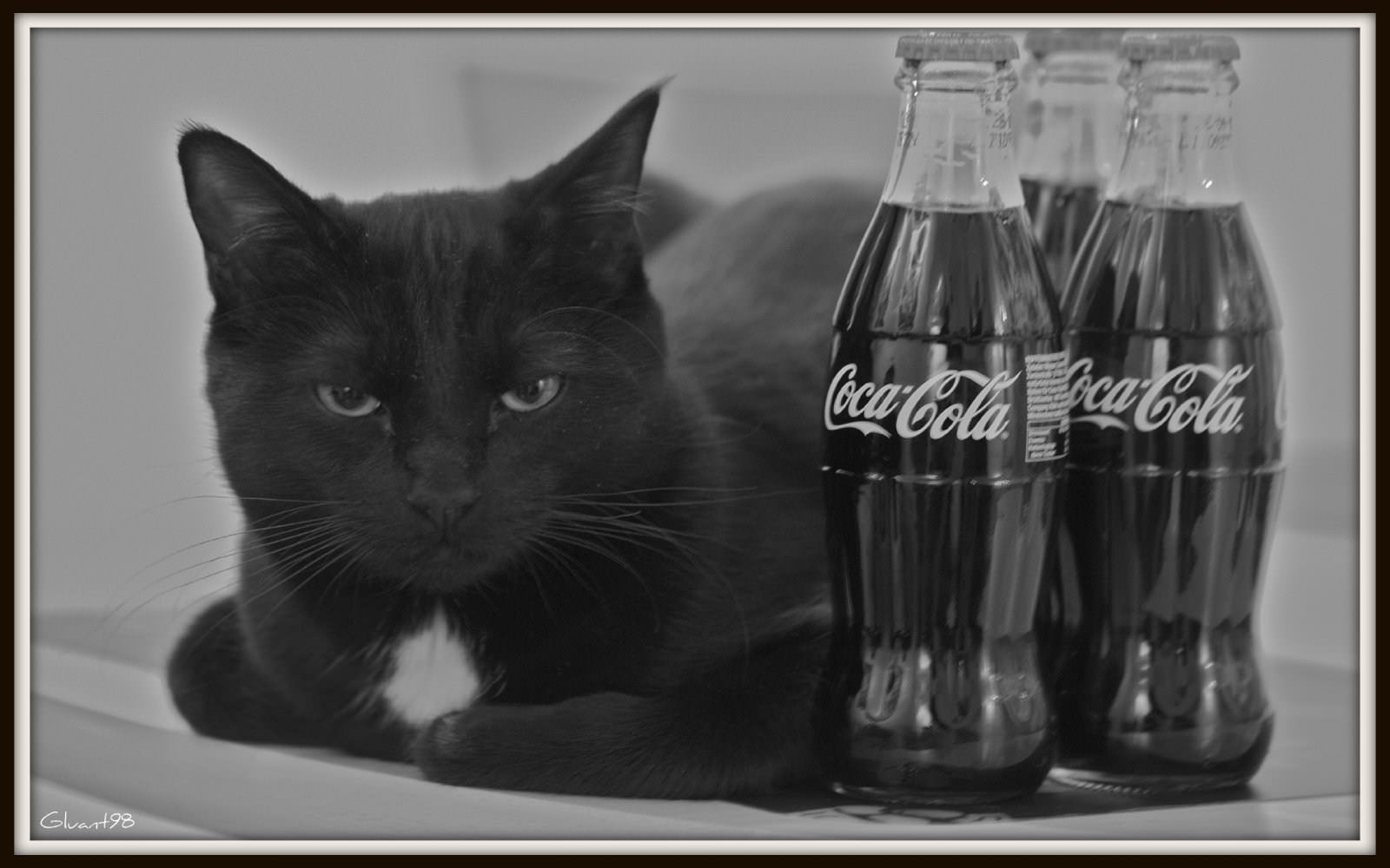 Chats Coke & Cat