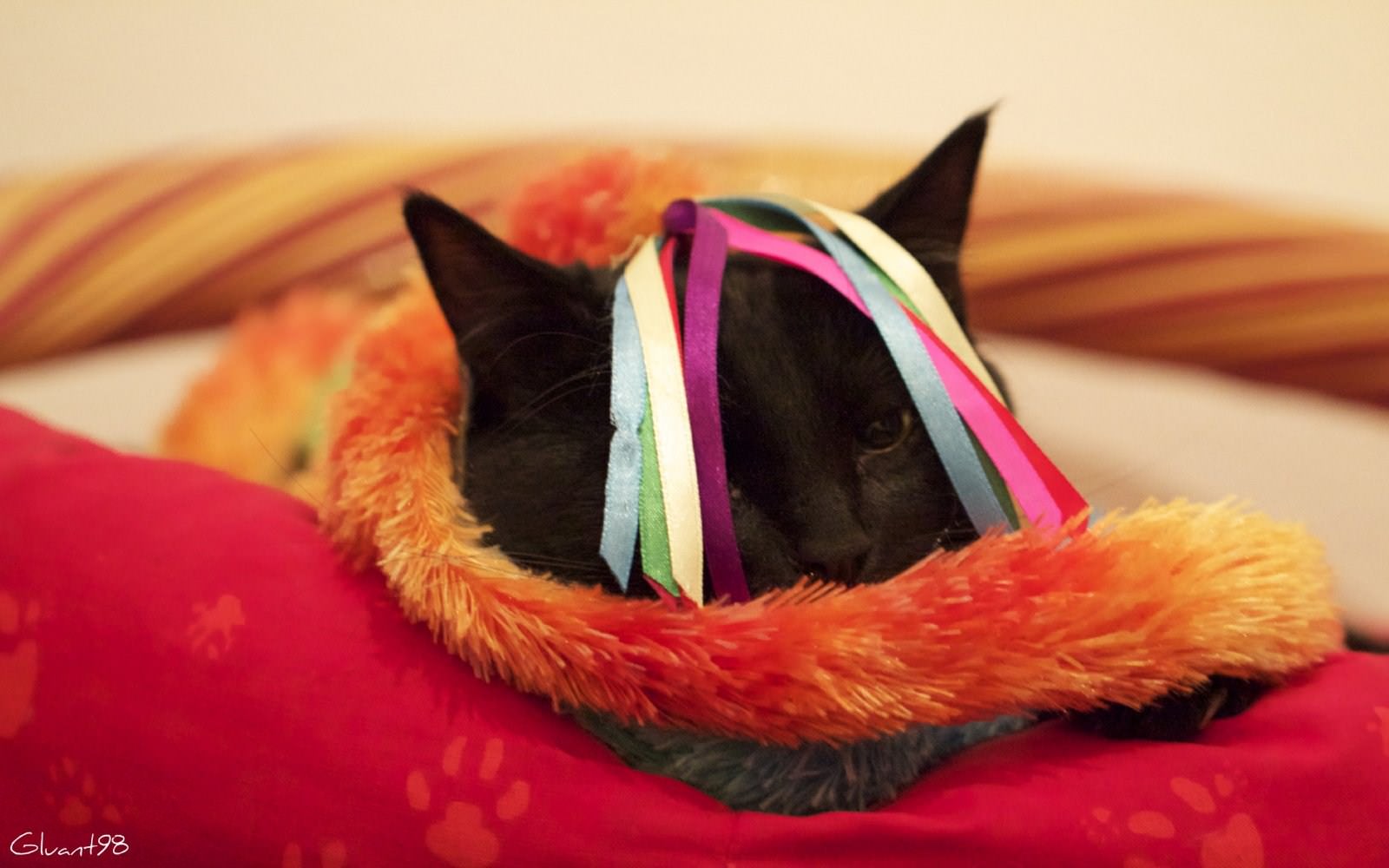 Chats Chat du carnaval