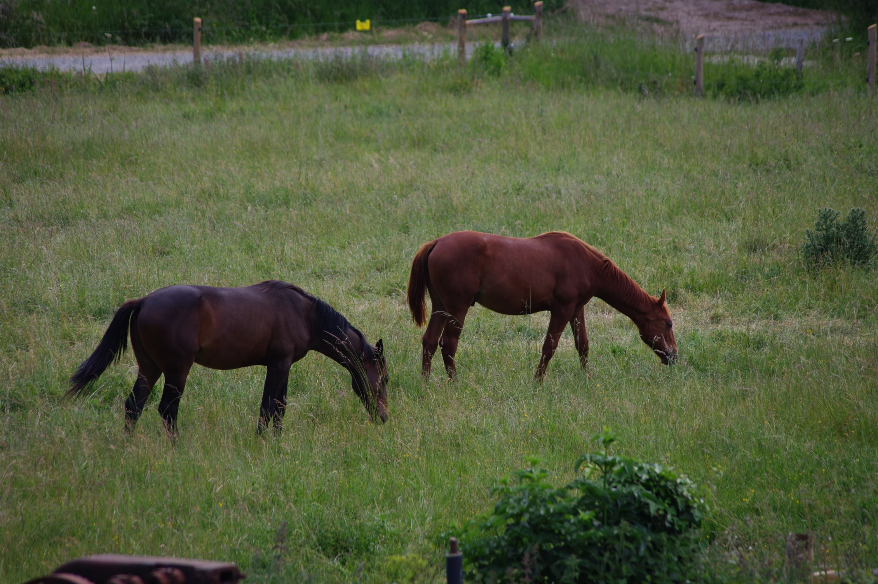 Chevaux Chevaux