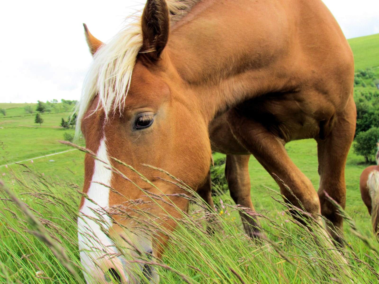 Chevaux Wallpaper N°290861