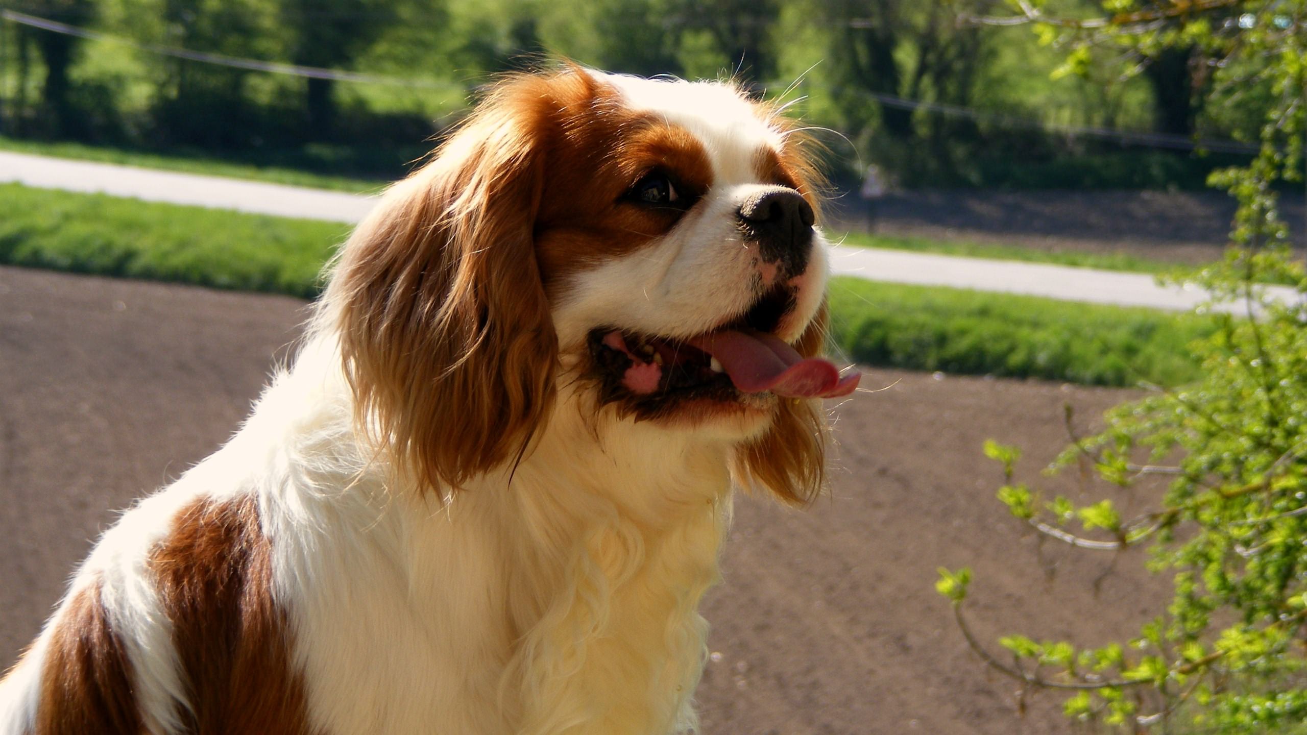 Chiens Cavalier King Charles