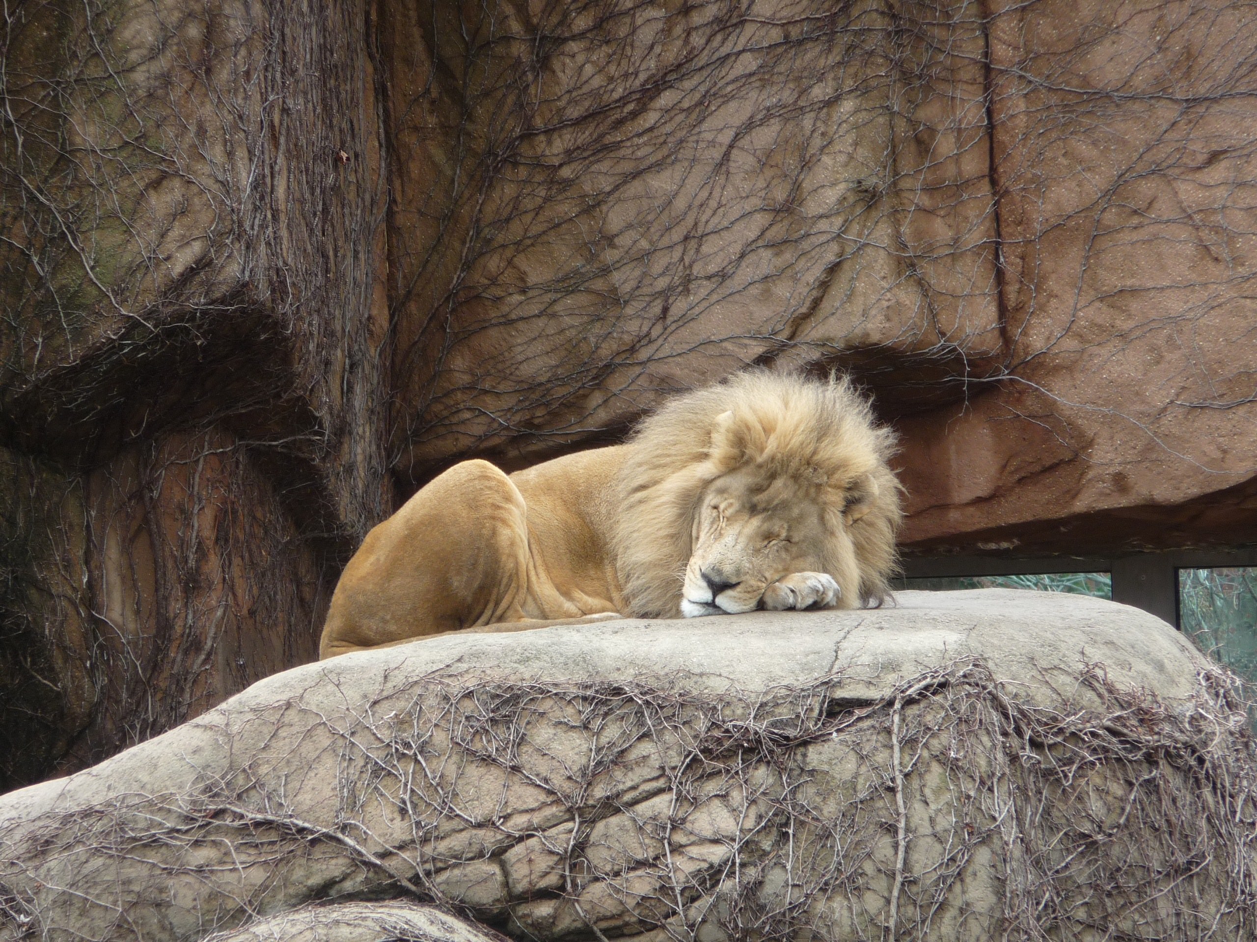 Lions Lion - Zoo Chicago
