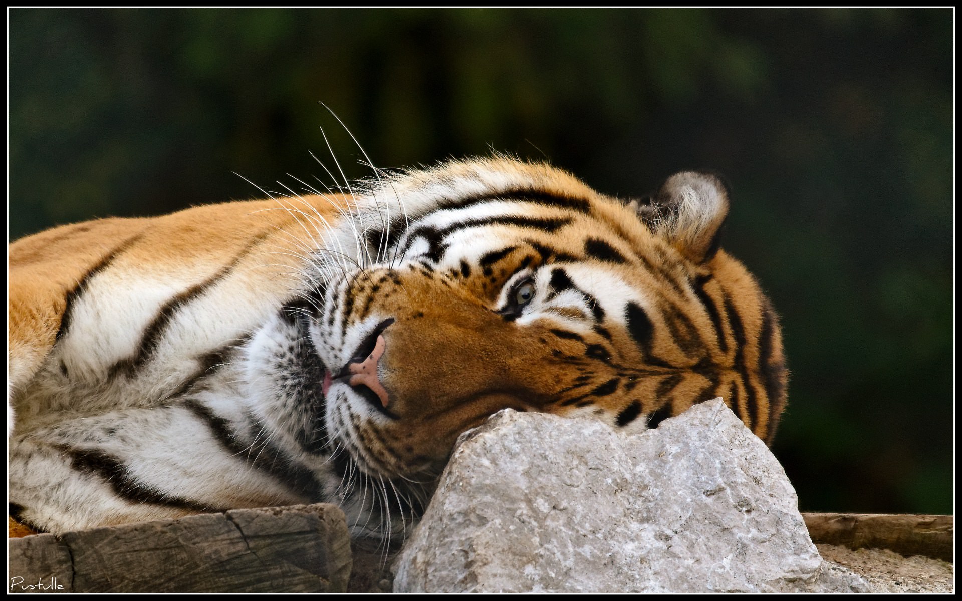 Tigres Petite sieste.....
