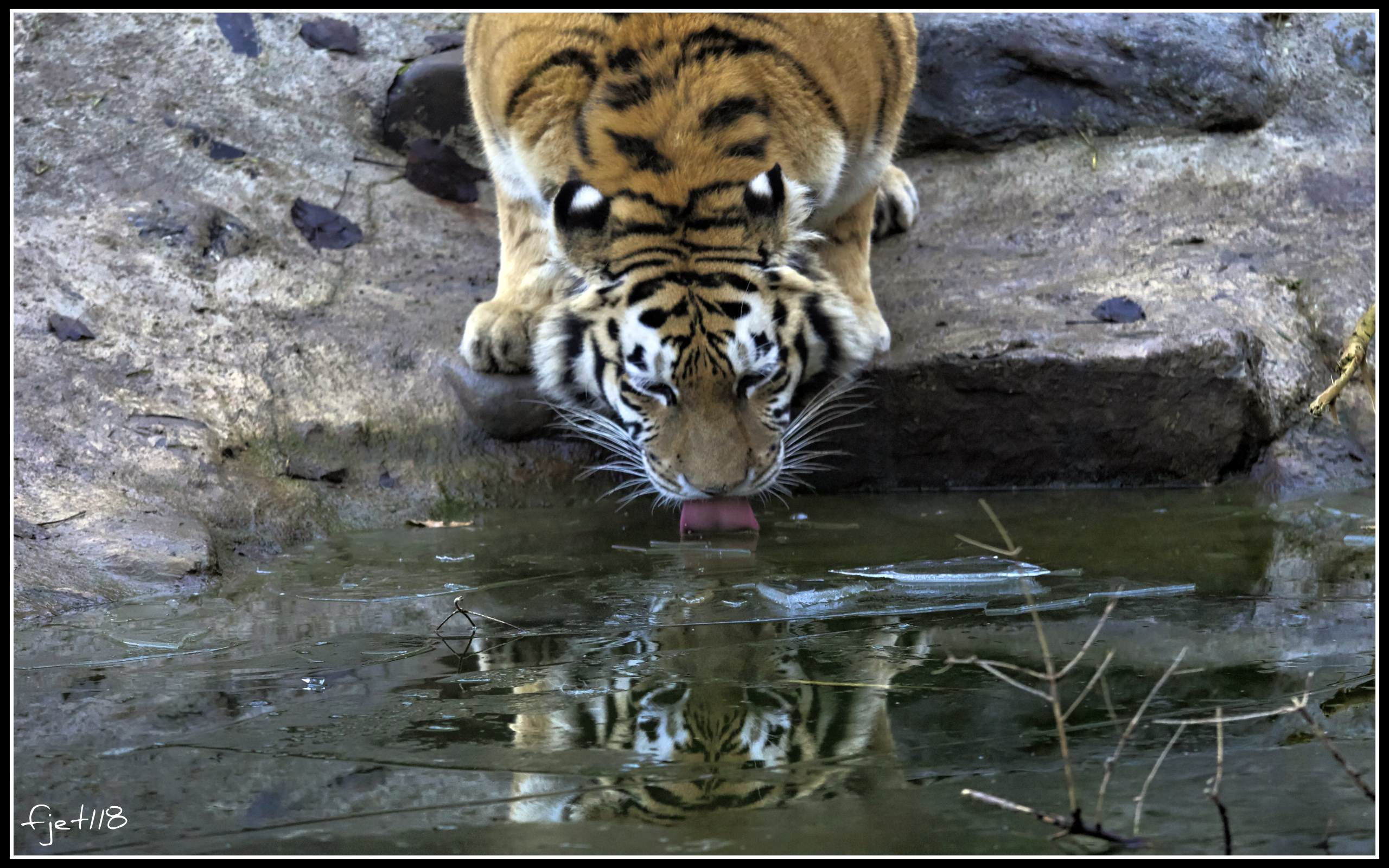 Tigres Tigre majestueux