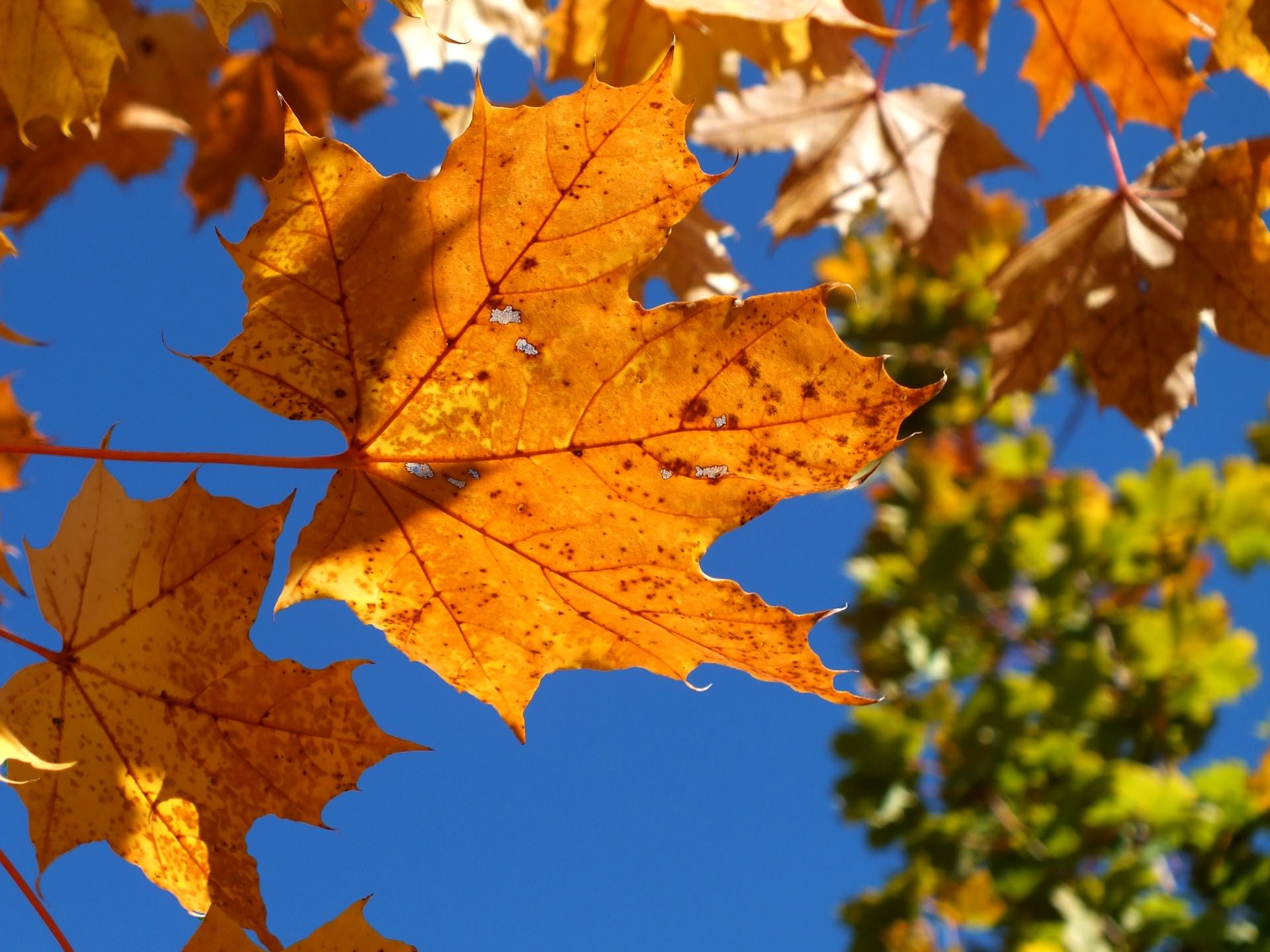 Feuilles et Feuillages feuilles d'automne