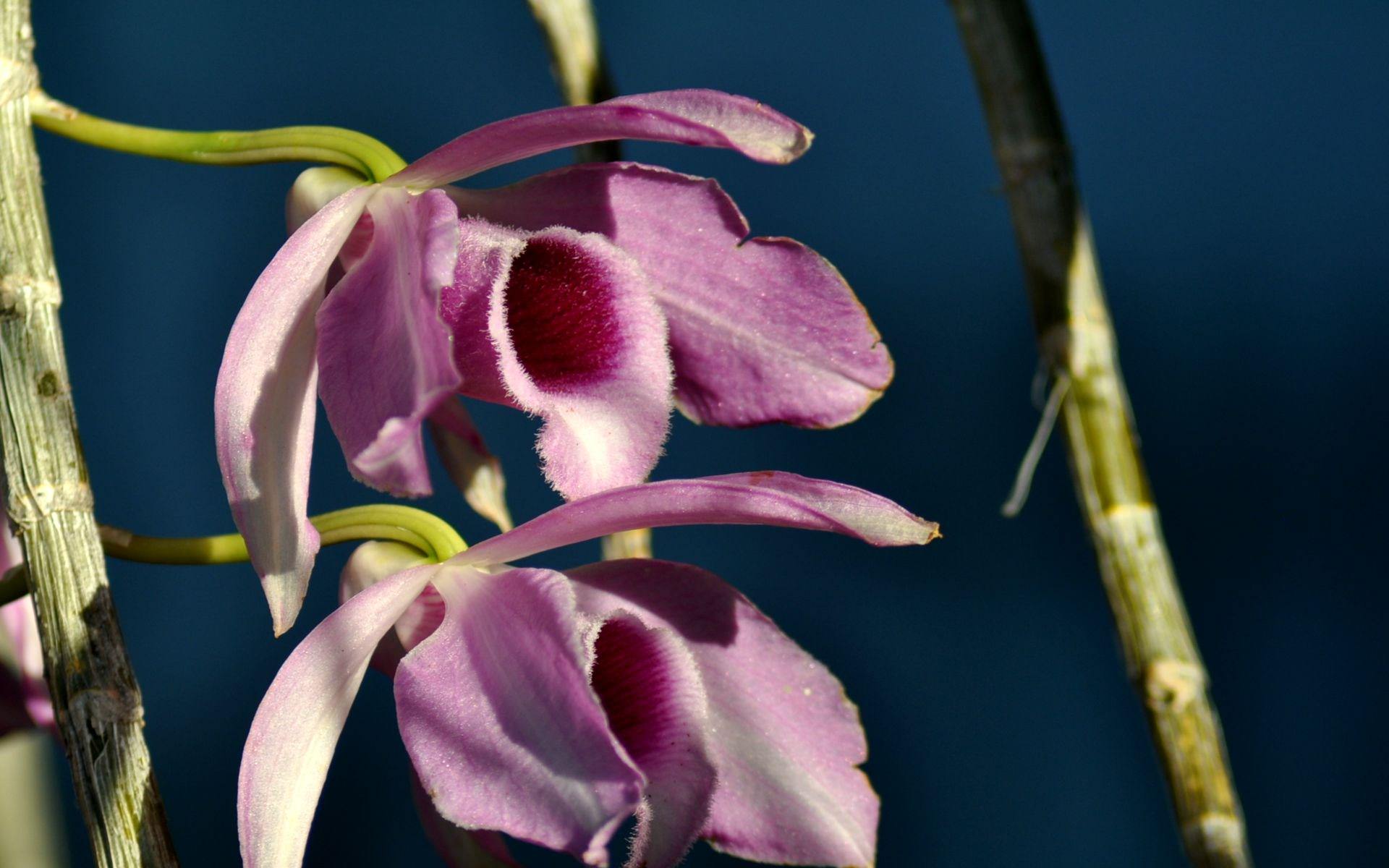 Fleurs Orchidée liane