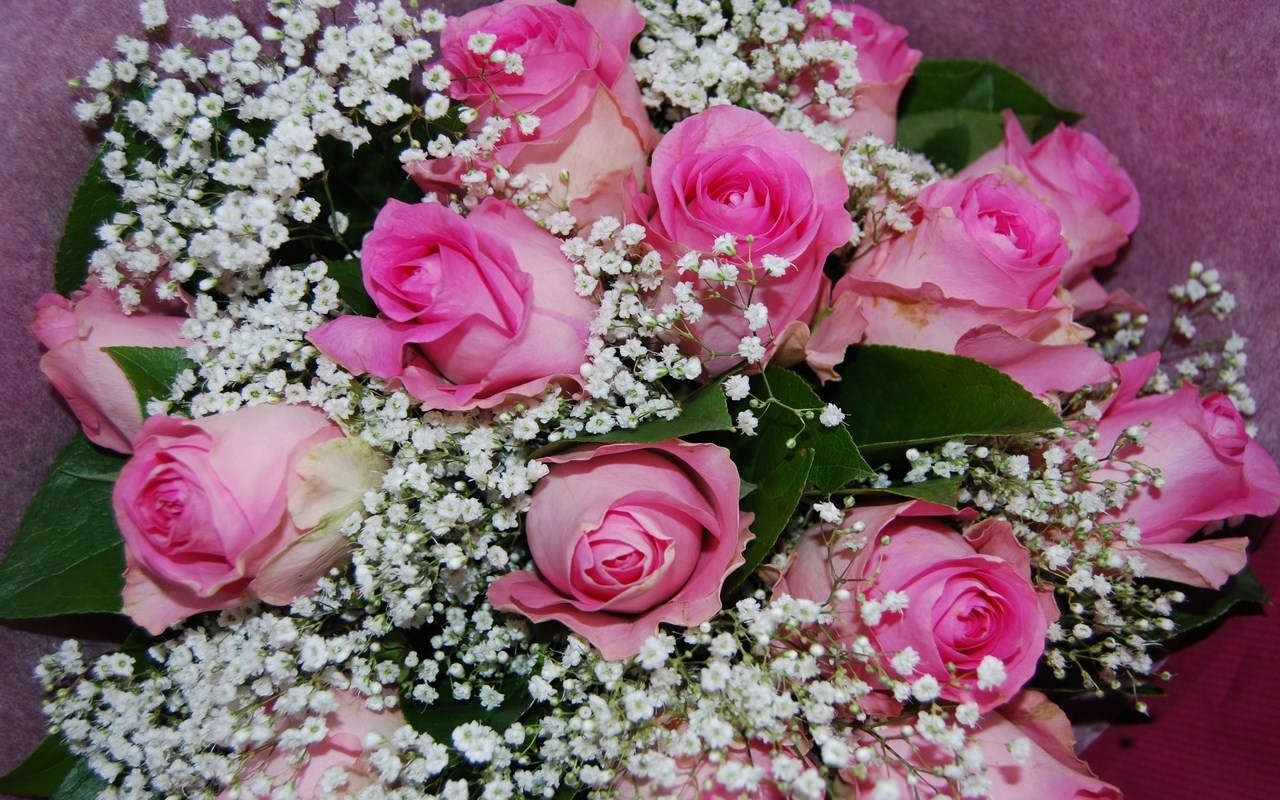 Fleurs Pink roses