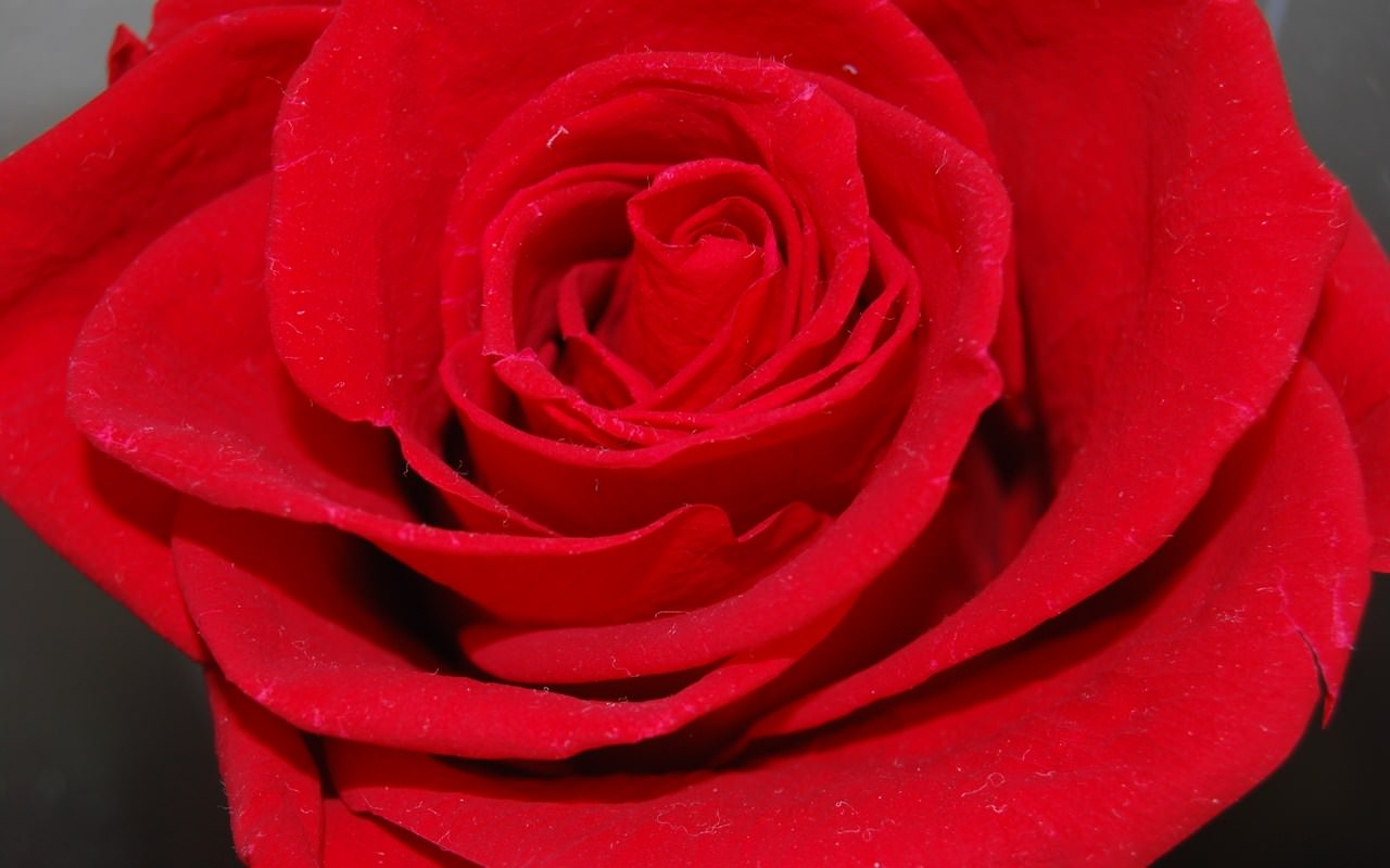 Fleurs Red rose