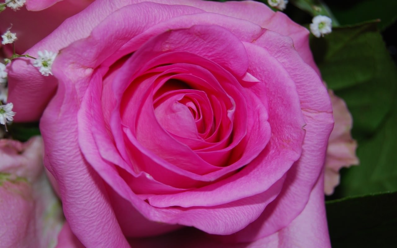Fleurs Pink rose