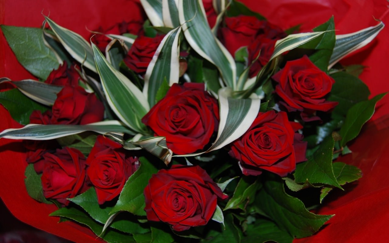 Fleurs Red roses