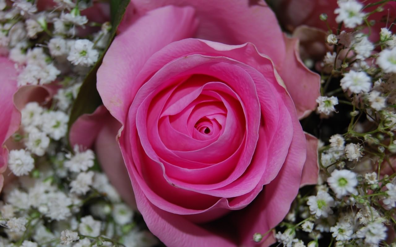 Fleurs Pink rose II