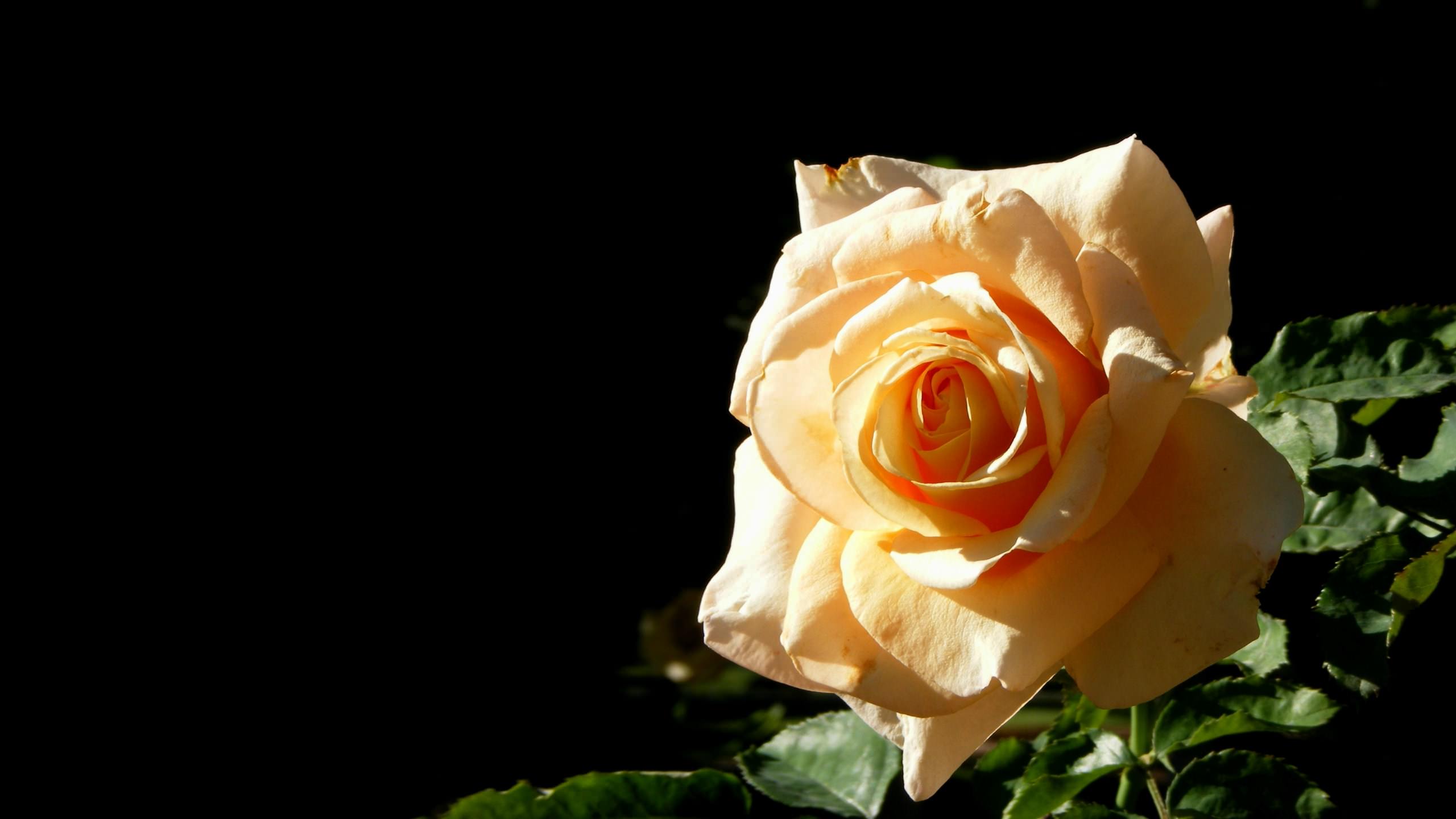 Fleurs Rose Jaune