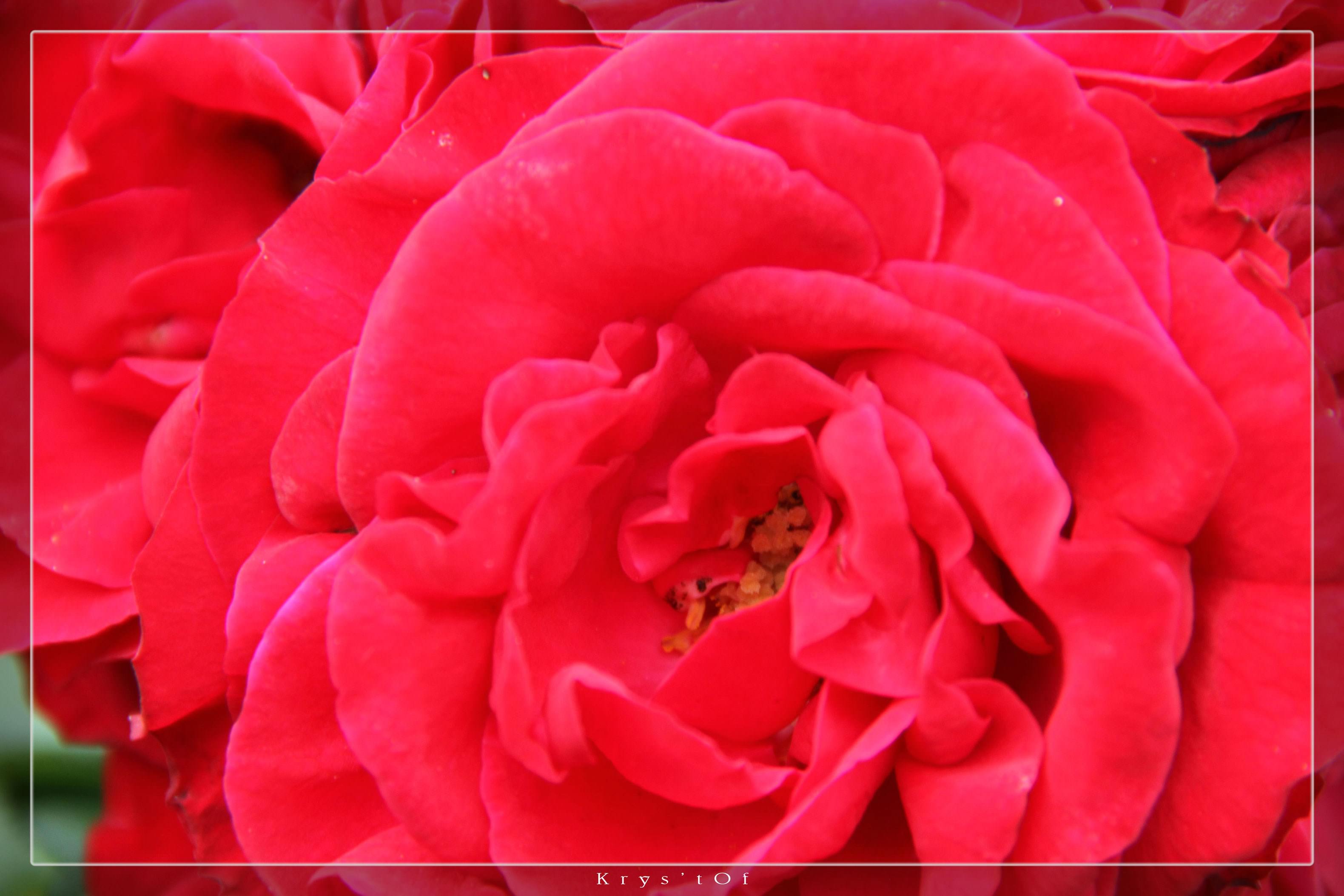 Fleurs Rose rouge