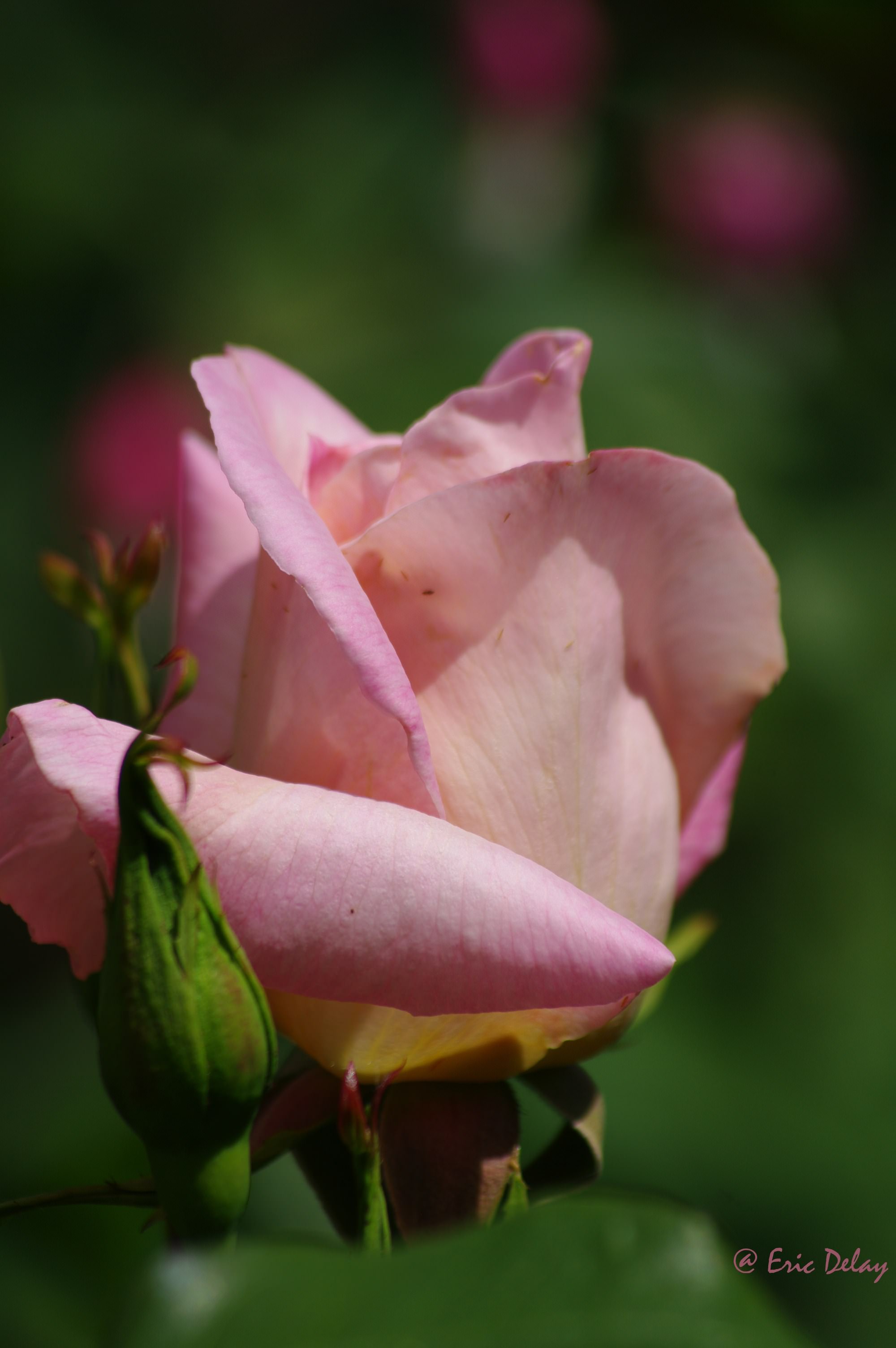 Fleurs Rose