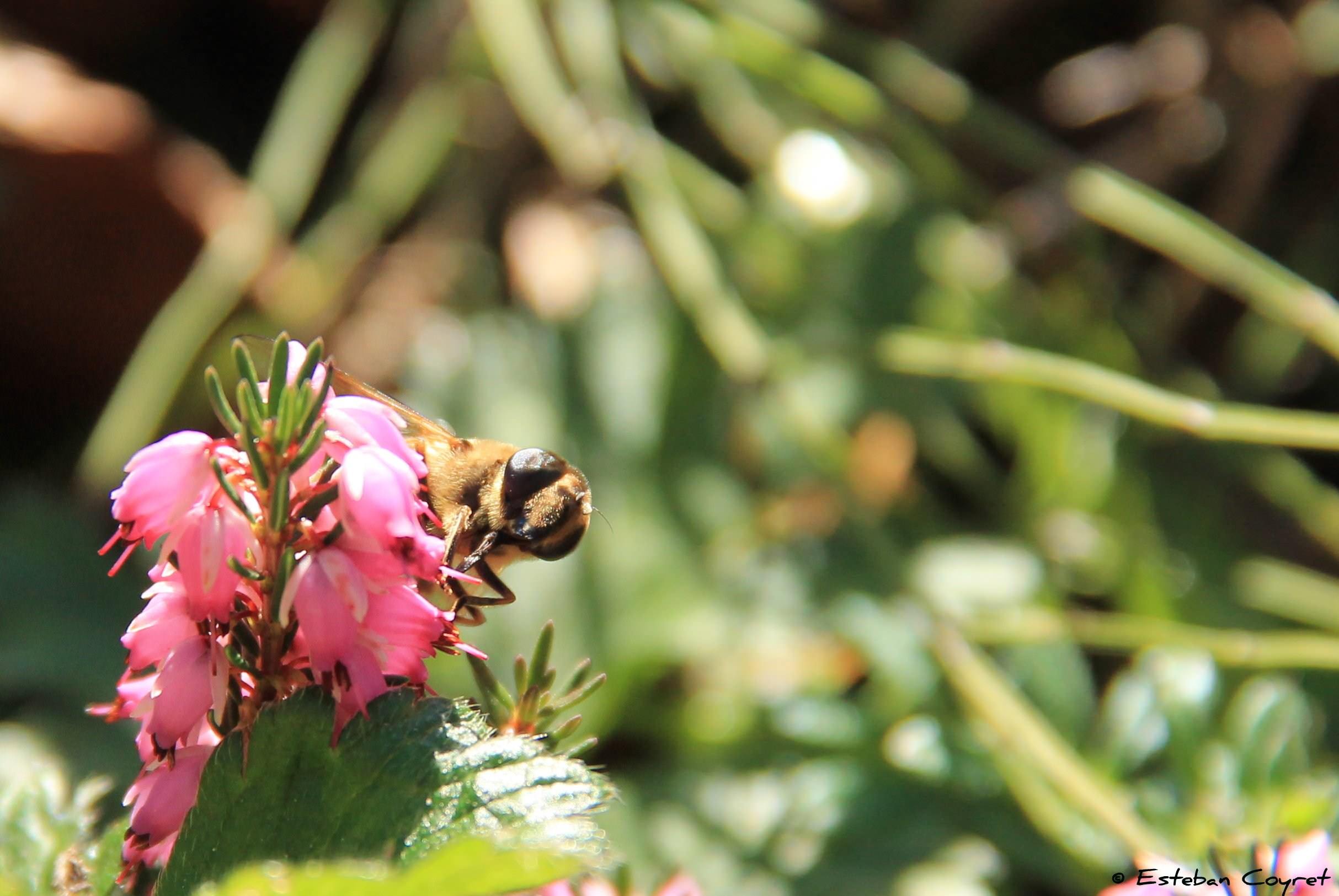 Fleurs abeille macro
