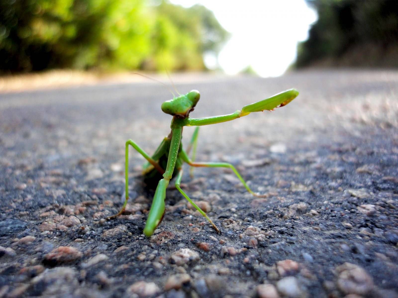 Mantes religieuses Guided by a praying mantis