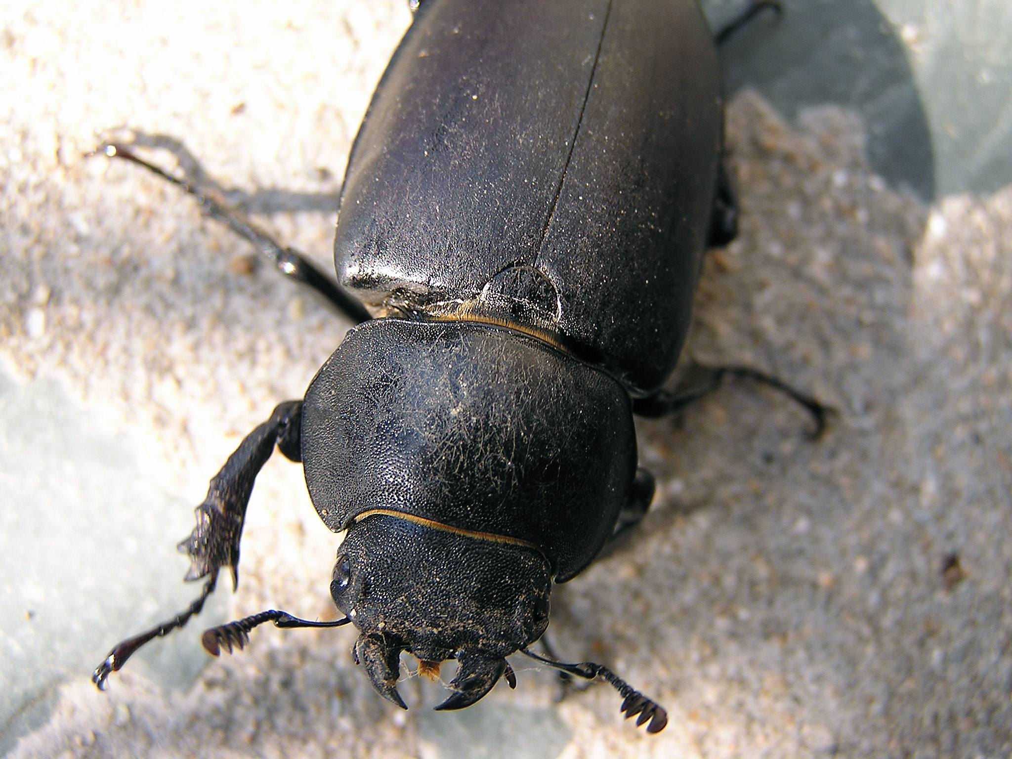 Scarabees scarabée