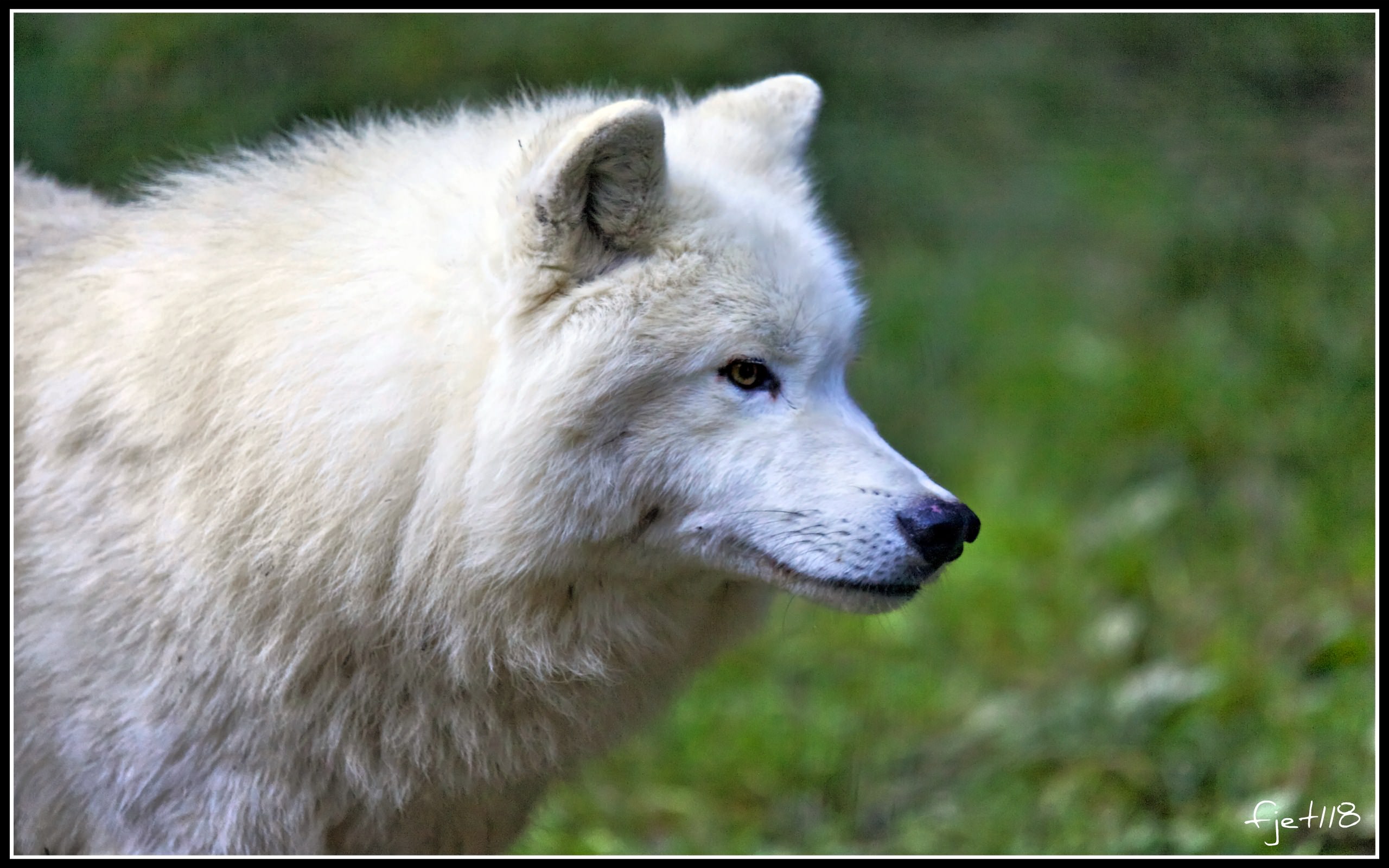 Loups Loup blanc