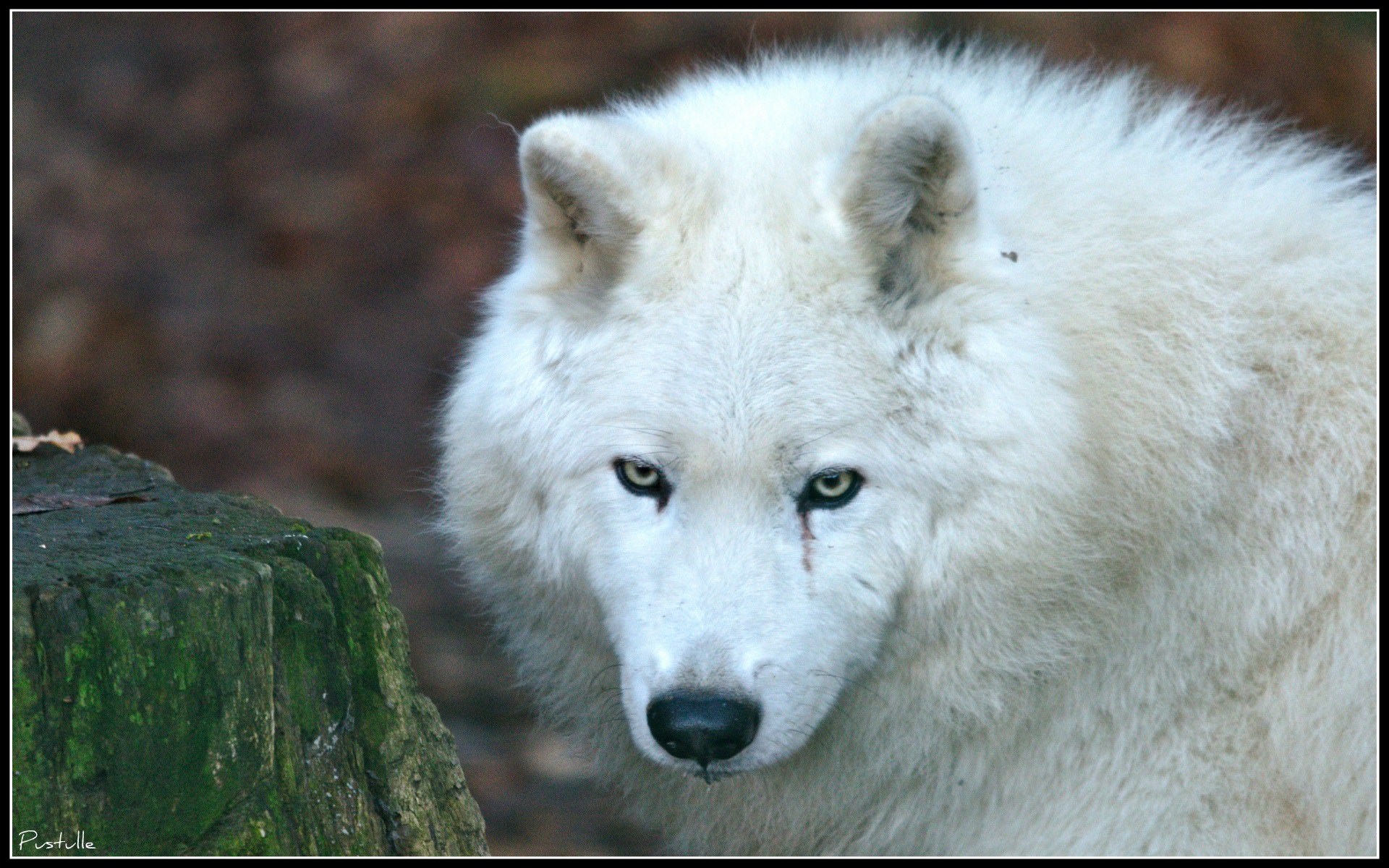 Loups Wolf....