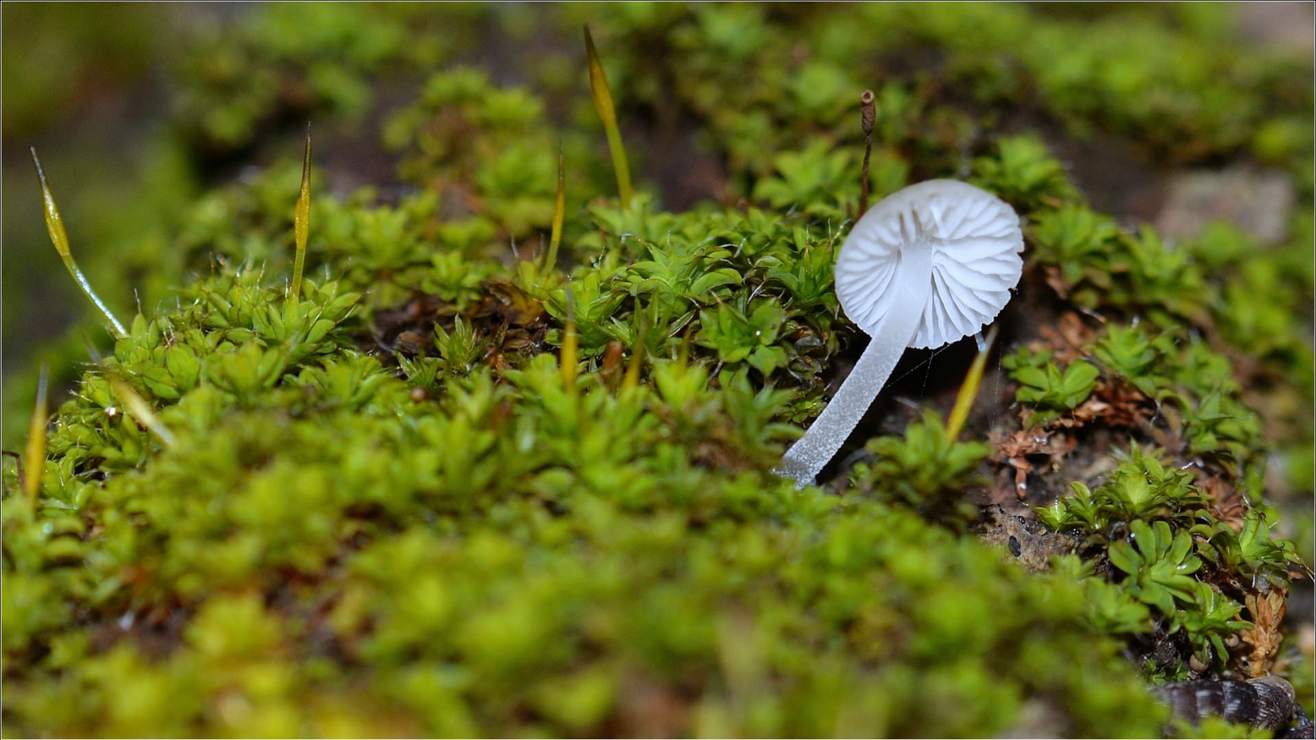 Mousses et Lichens tout mini champignon sur mini mousse