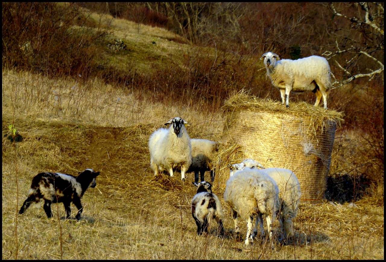 Moutons et Mouflons Wallpaper N°289172