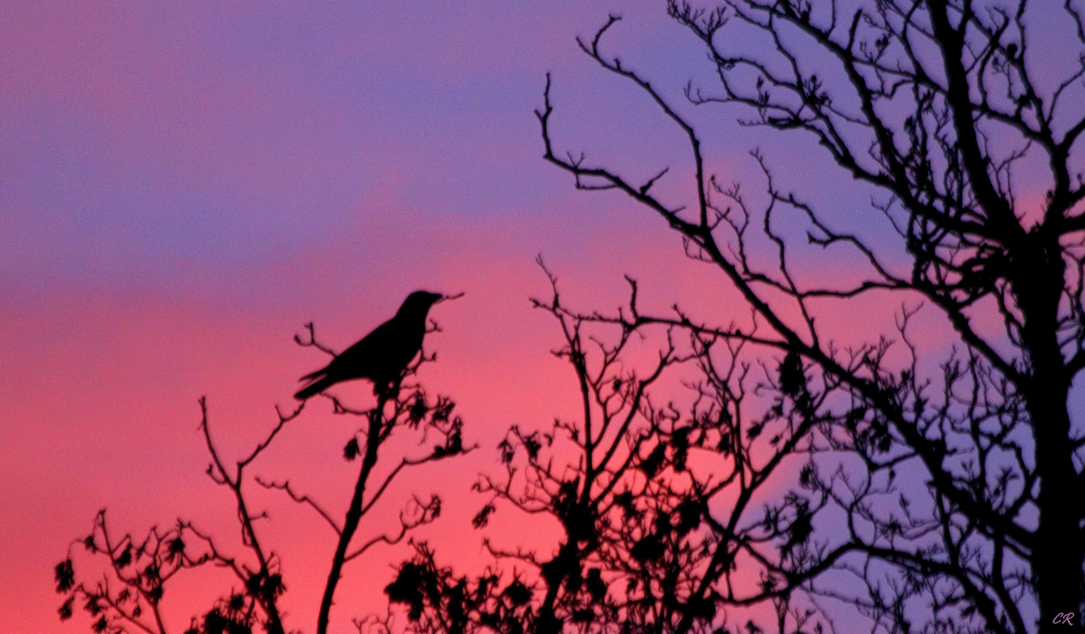 Corbeaux Corbeau sur fond de ciel rougeoyant