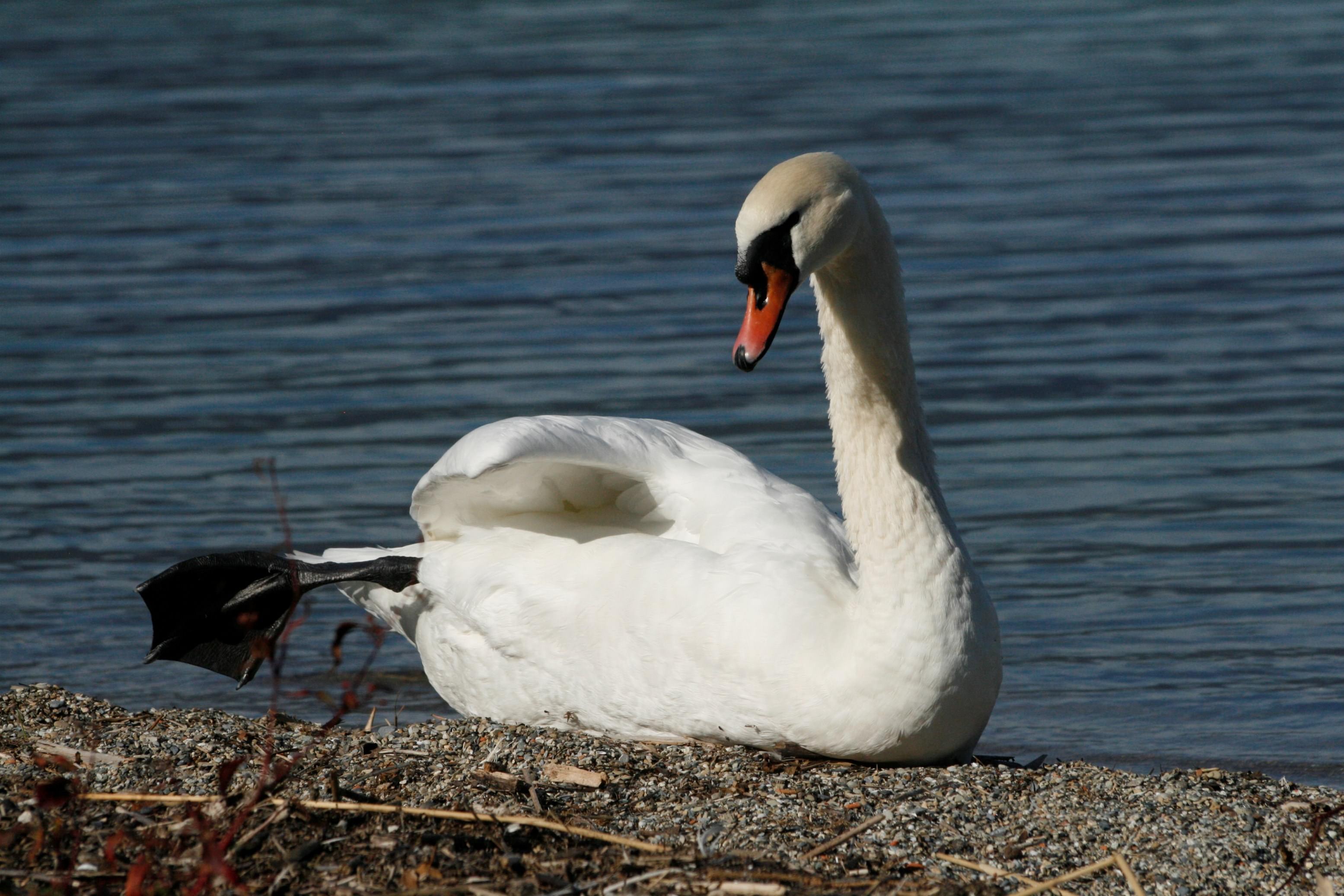 Cygnes Bain de soleil