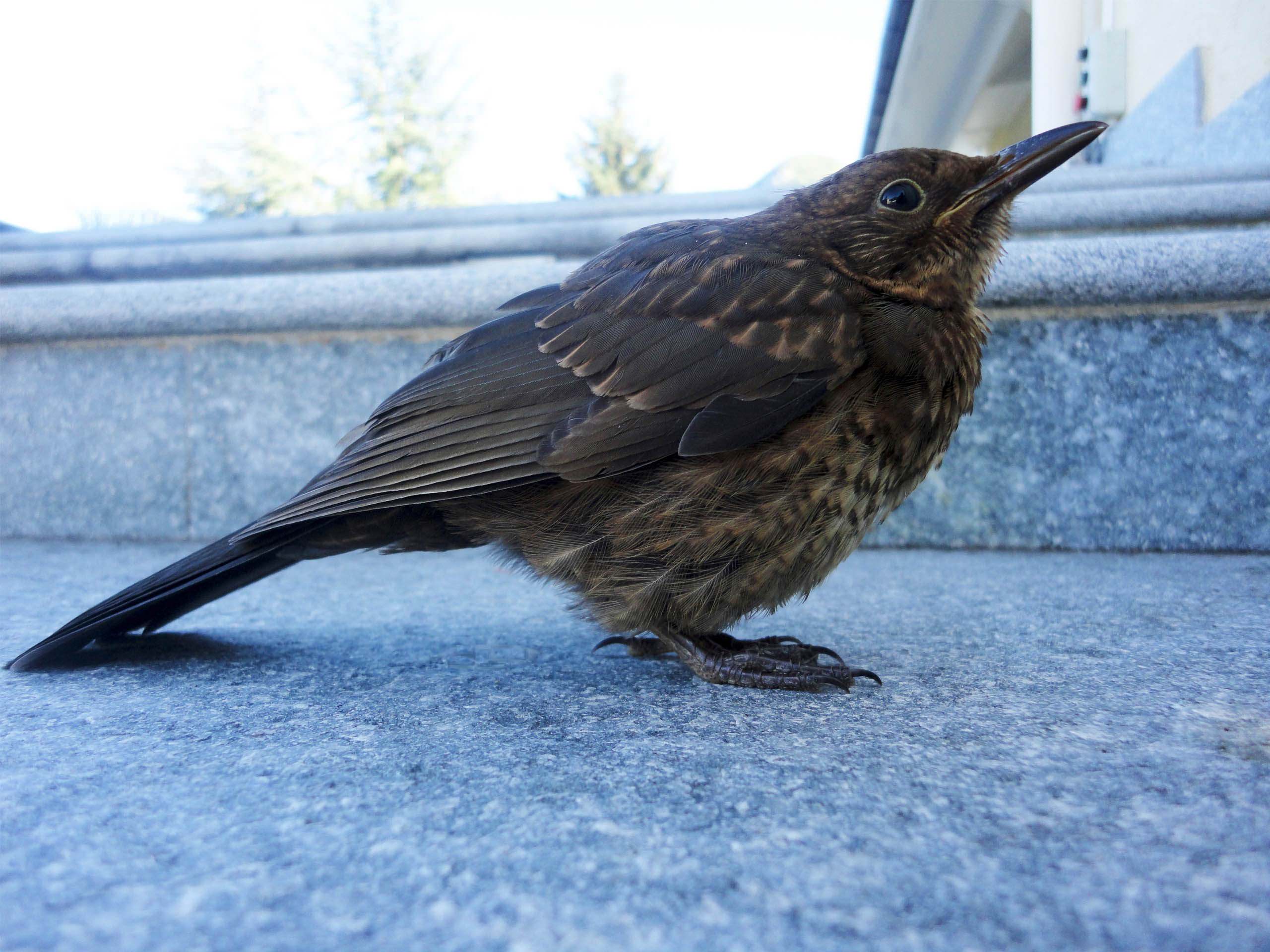 Divers Wounded Bird