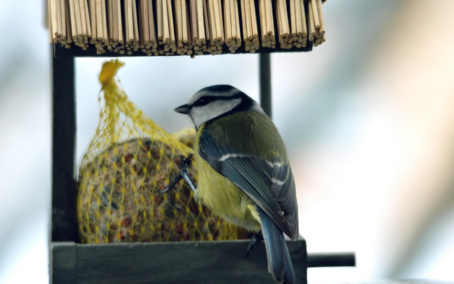 Mesanges Mésange a tete bleue