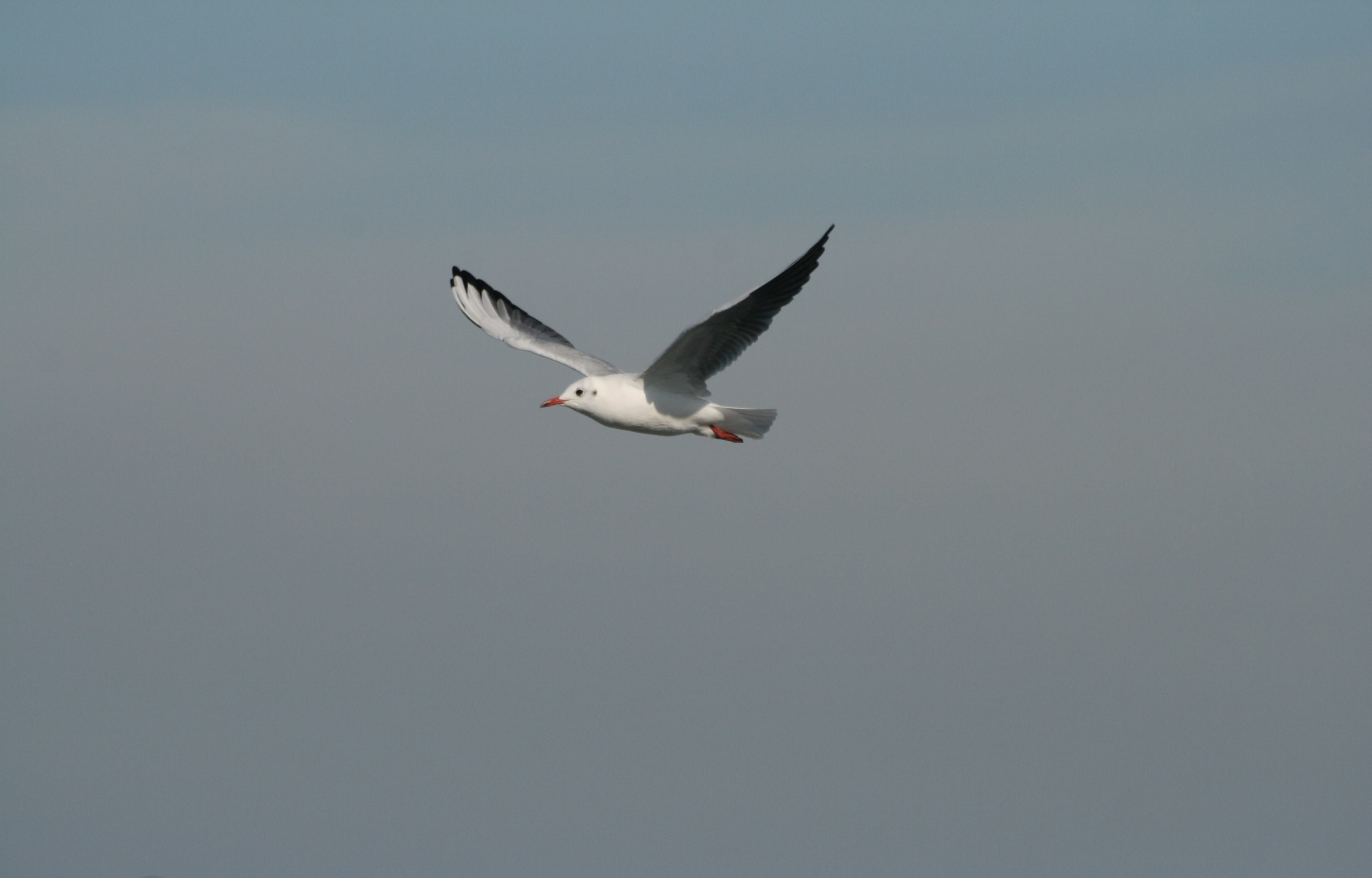 Mouettes et Goelands Wallpaper N°289533