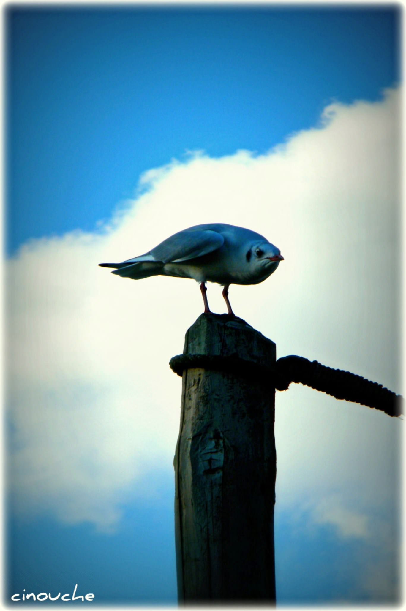 Mouettes et Goelands Wallpaper N°290899