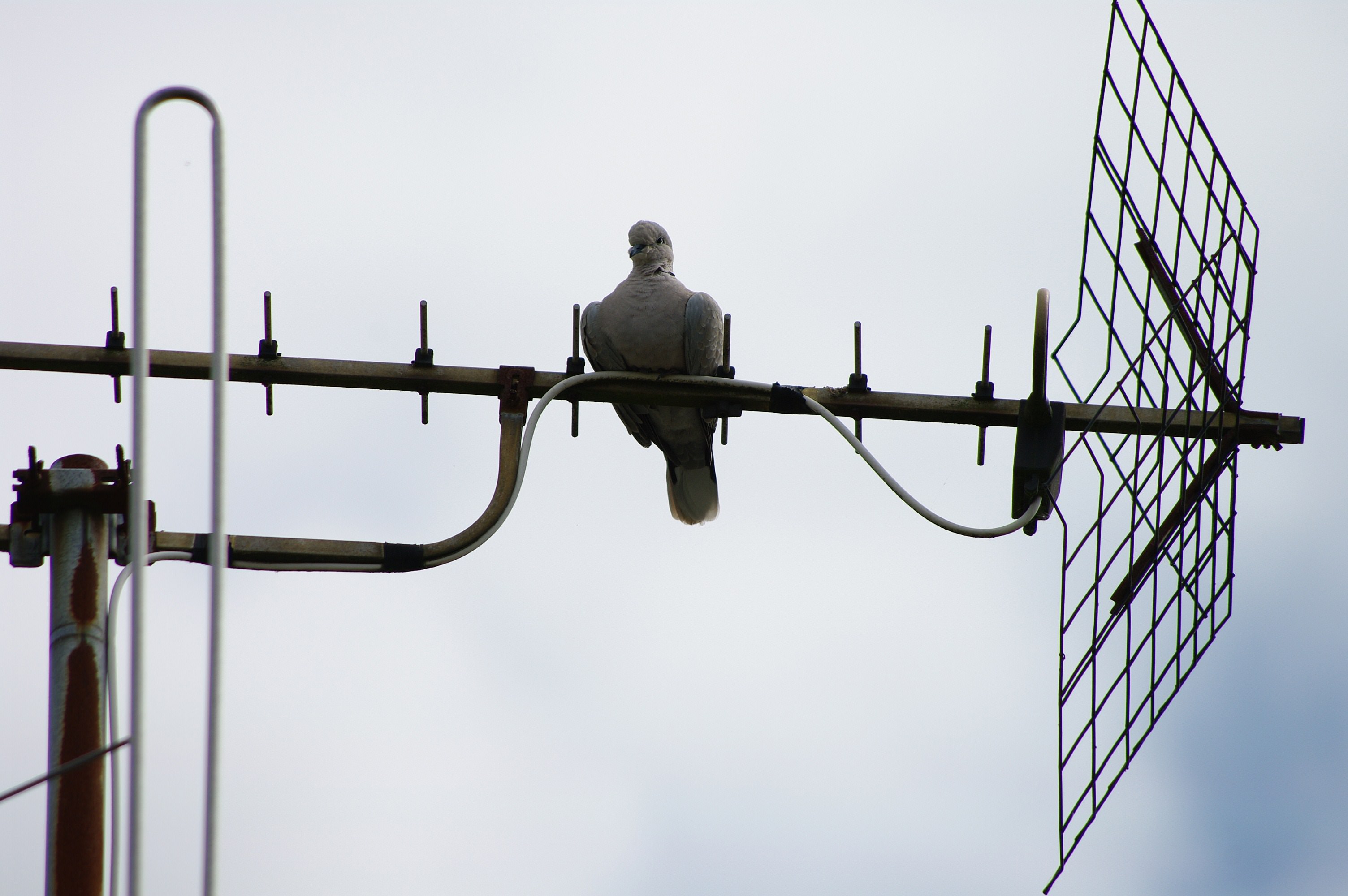 Pigeons et Tourterelles Tourterelle