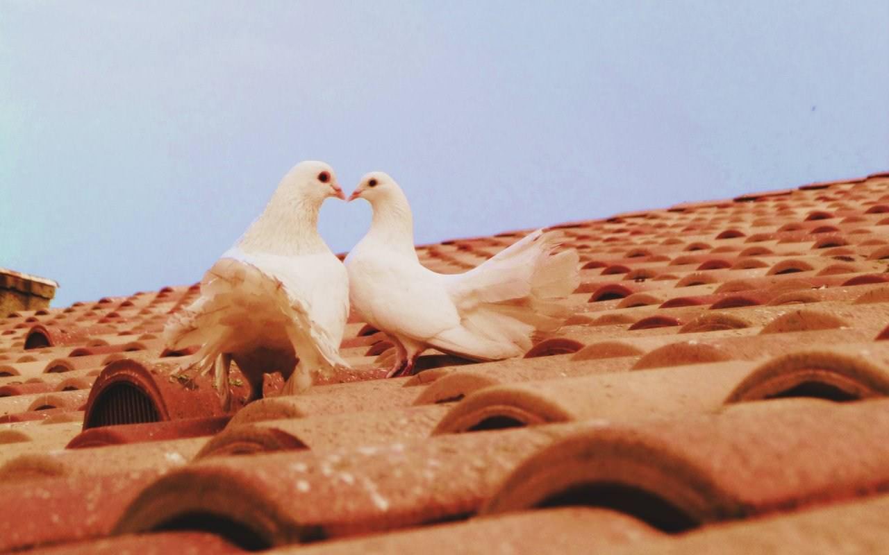 Pigeons et Tourterelles Heureux Hasard
