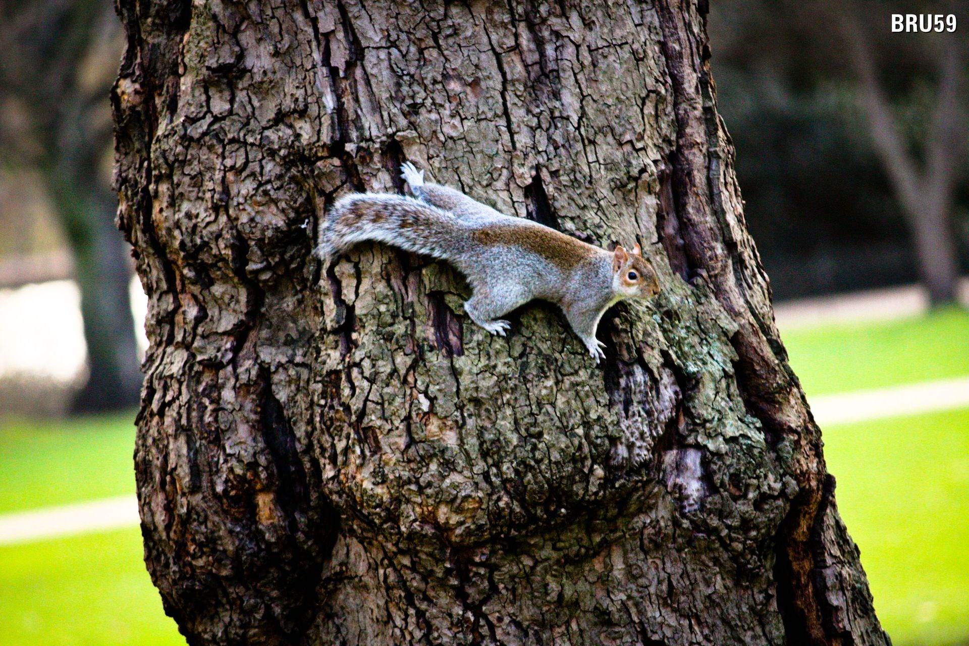 Ecureuils Ecureuil agrippé sur un arbre