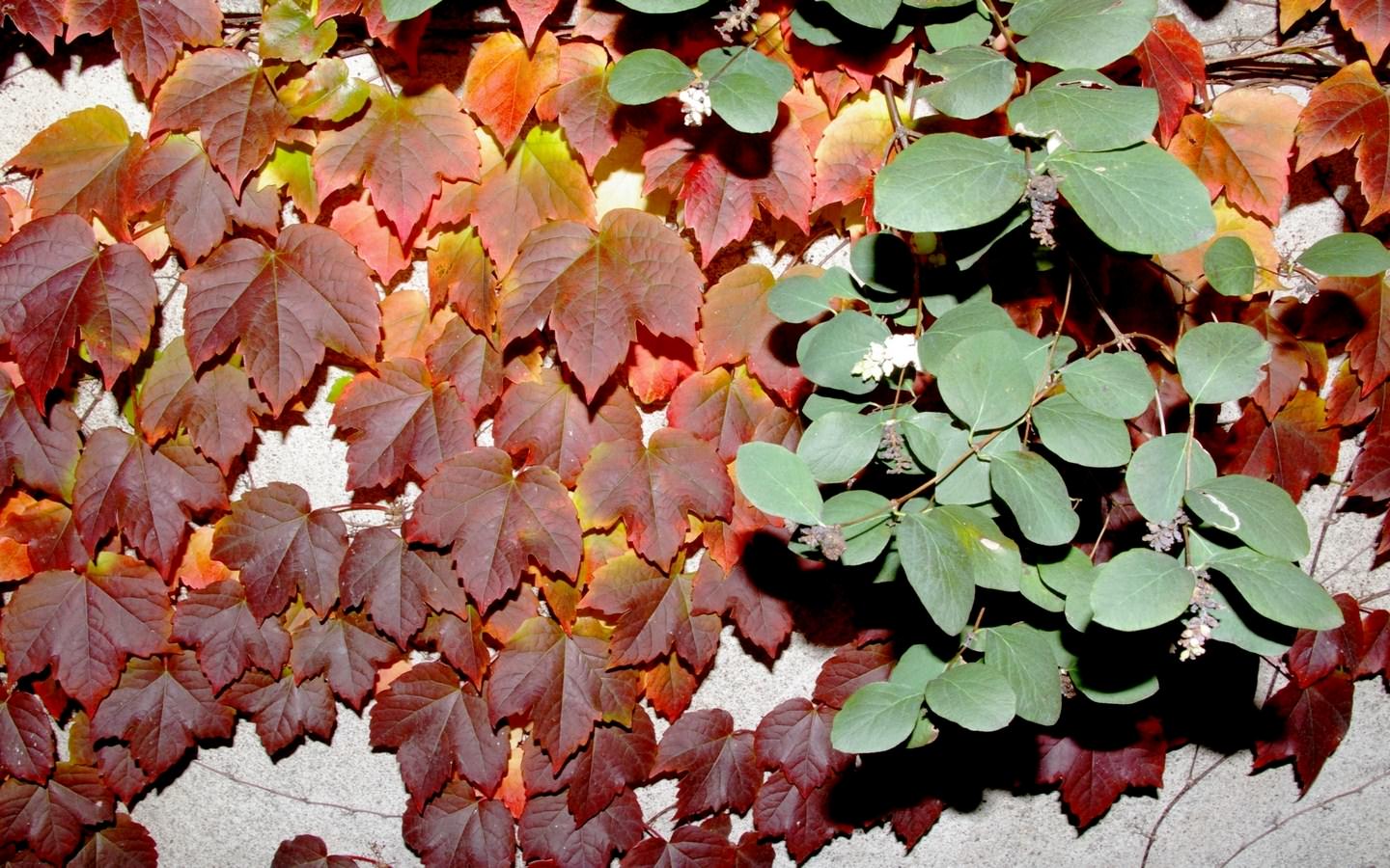 Saison automnale feuilles d automne