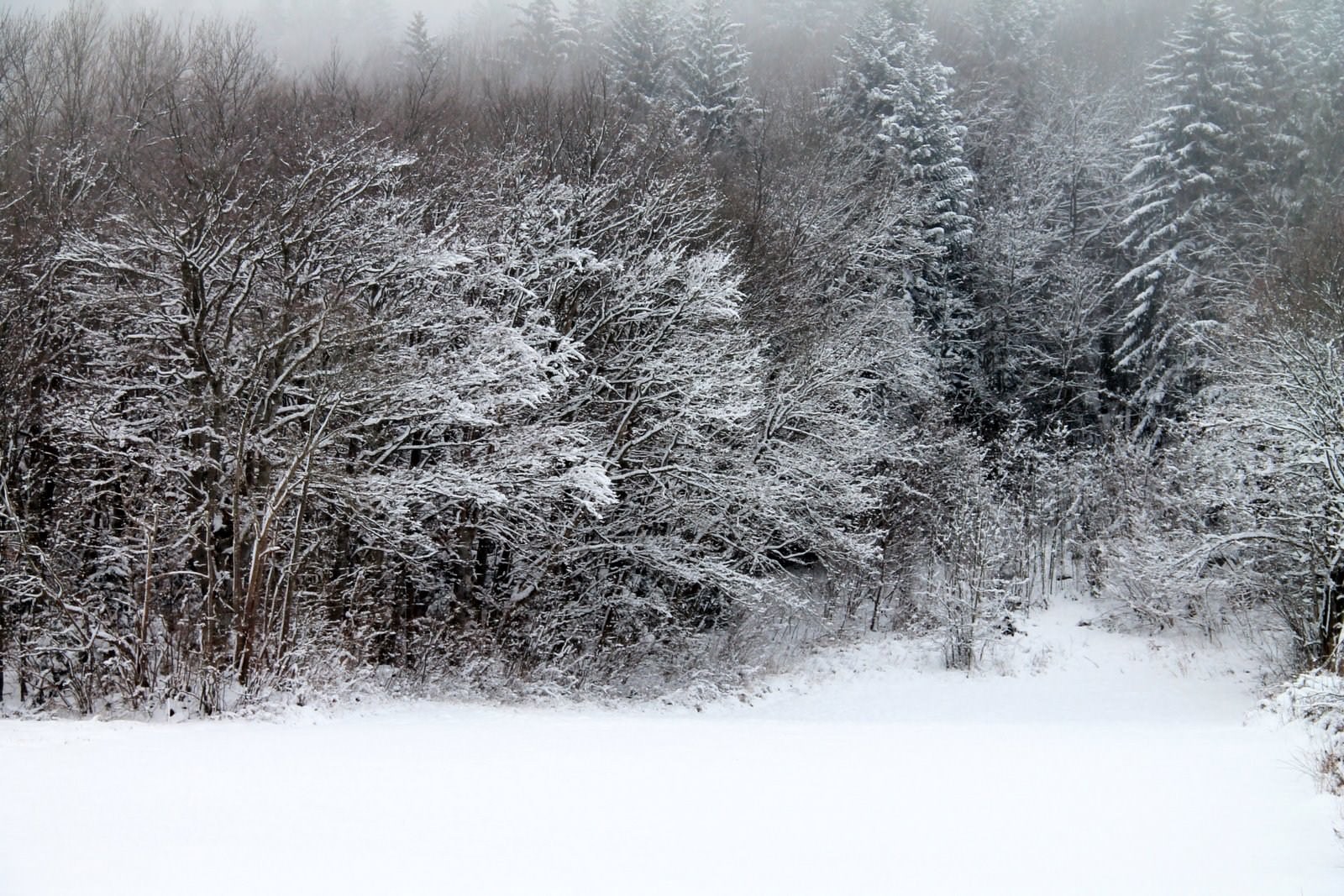 Saison hivernale tapis blanc