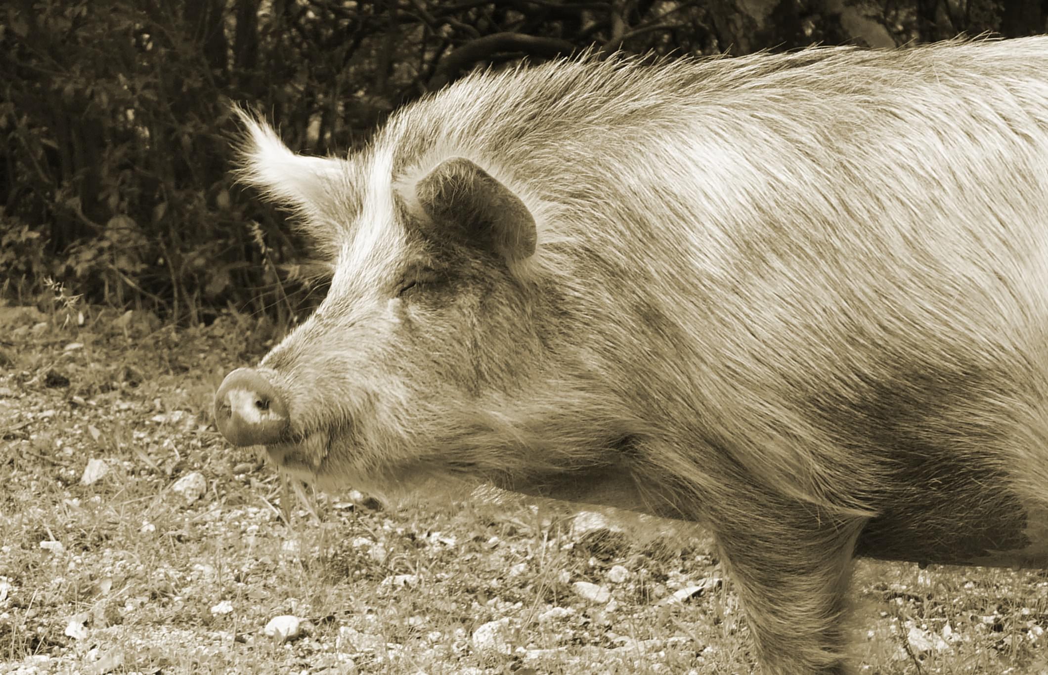 Sangliers et Phacocheres Un sanglier