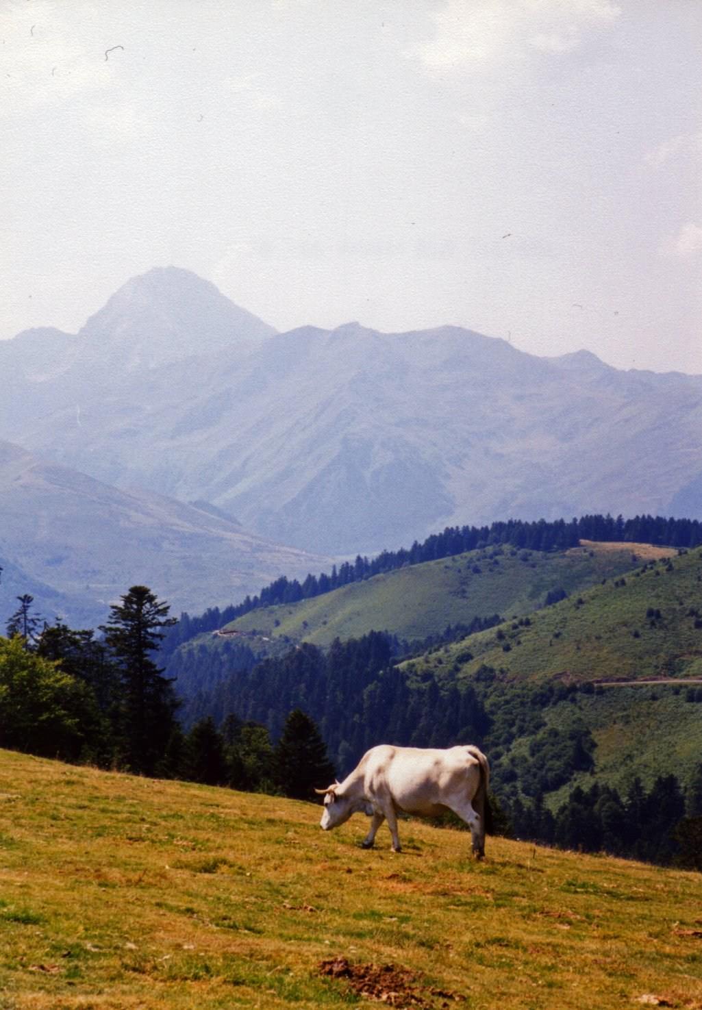 Taureaux et Boeufs Vache 