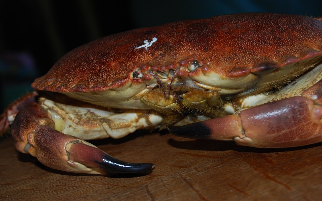 Crustaces Mister Crab