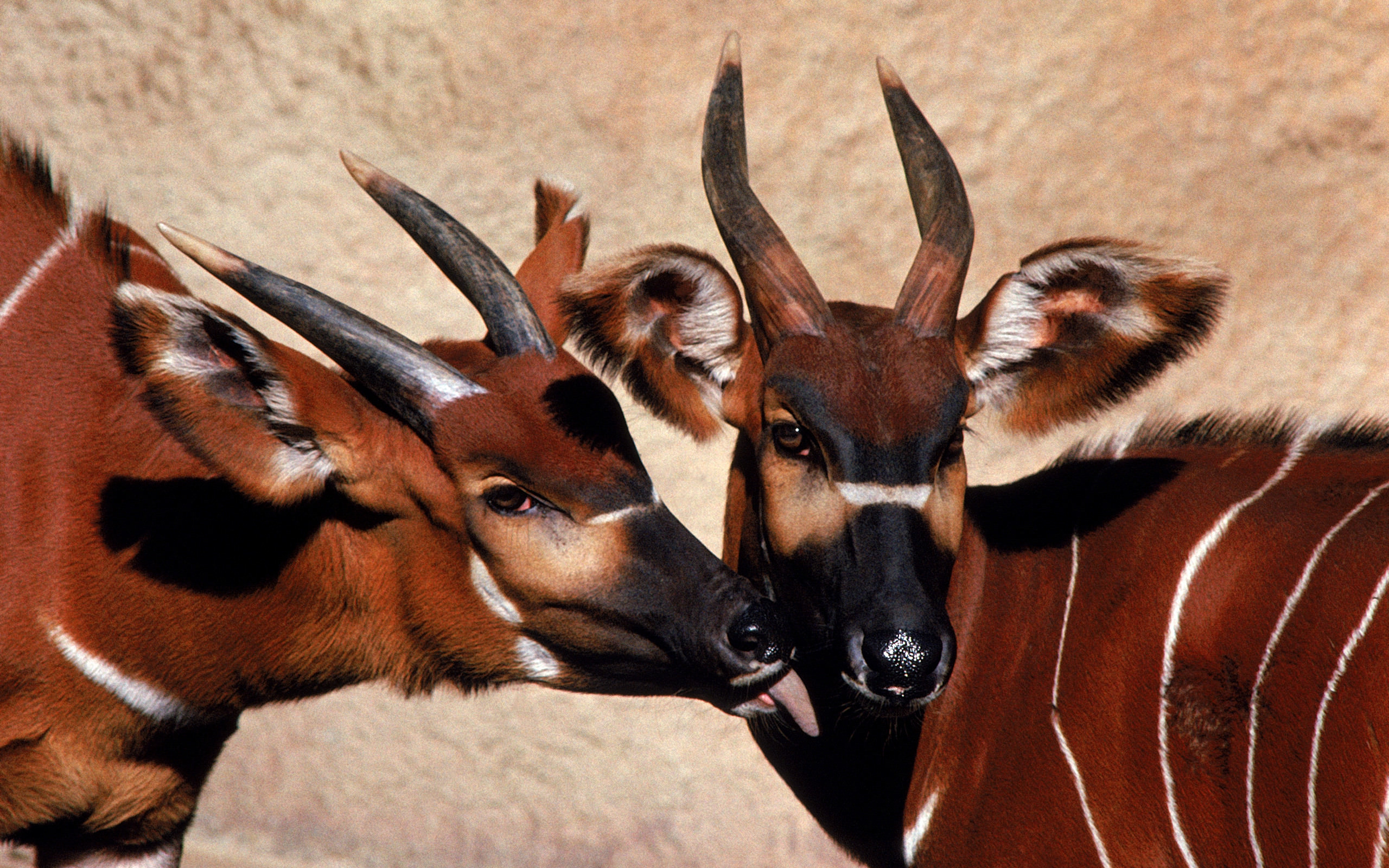 Antilopes 