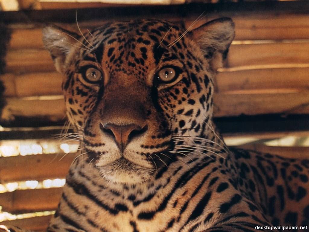 Jaguars Wallpaper N°38827