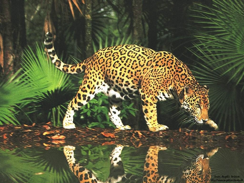 Jaguars Wallpaper N°38828