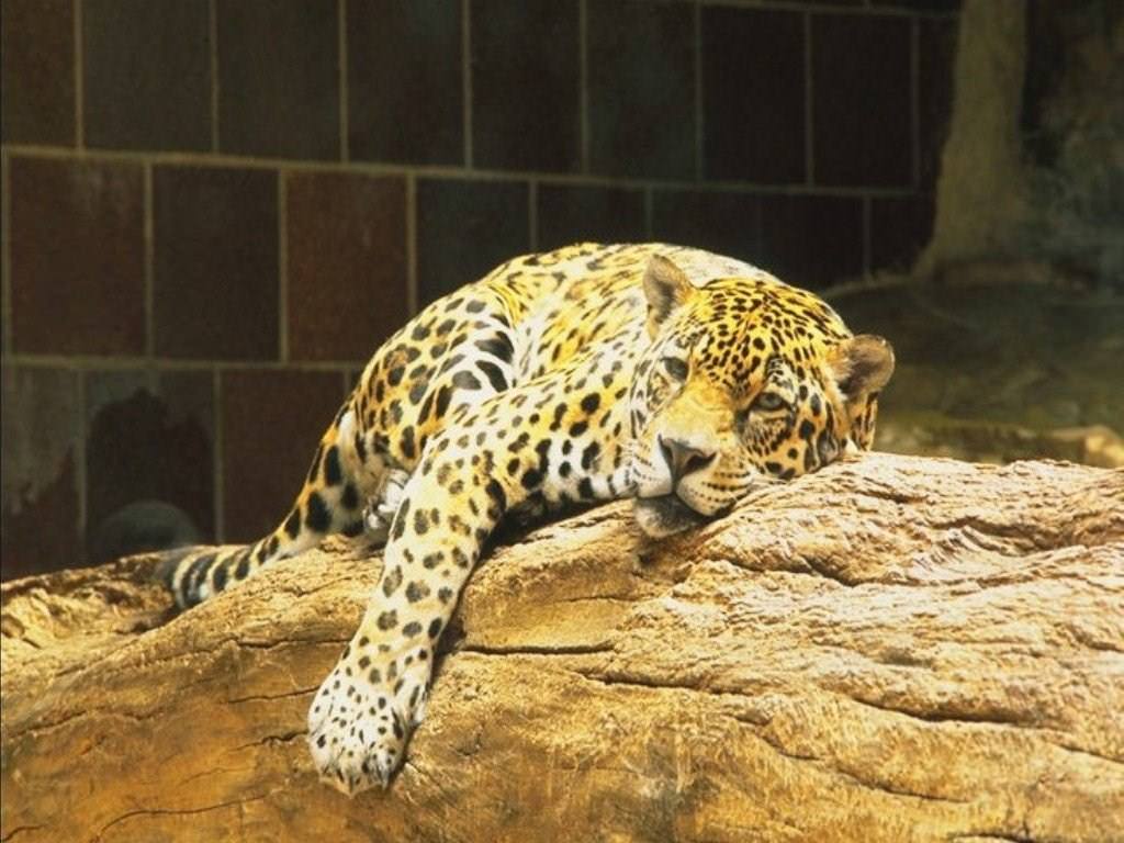 Jaguars Wallpaper N°38832