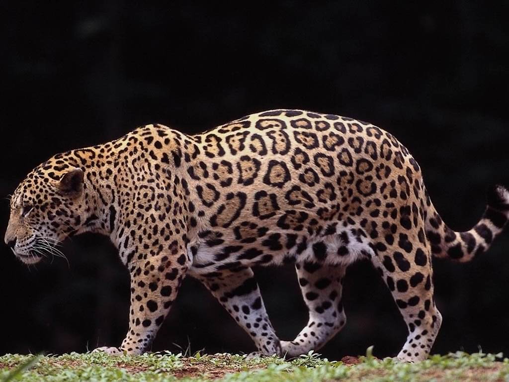 Jaguars Wallpaper N°38837