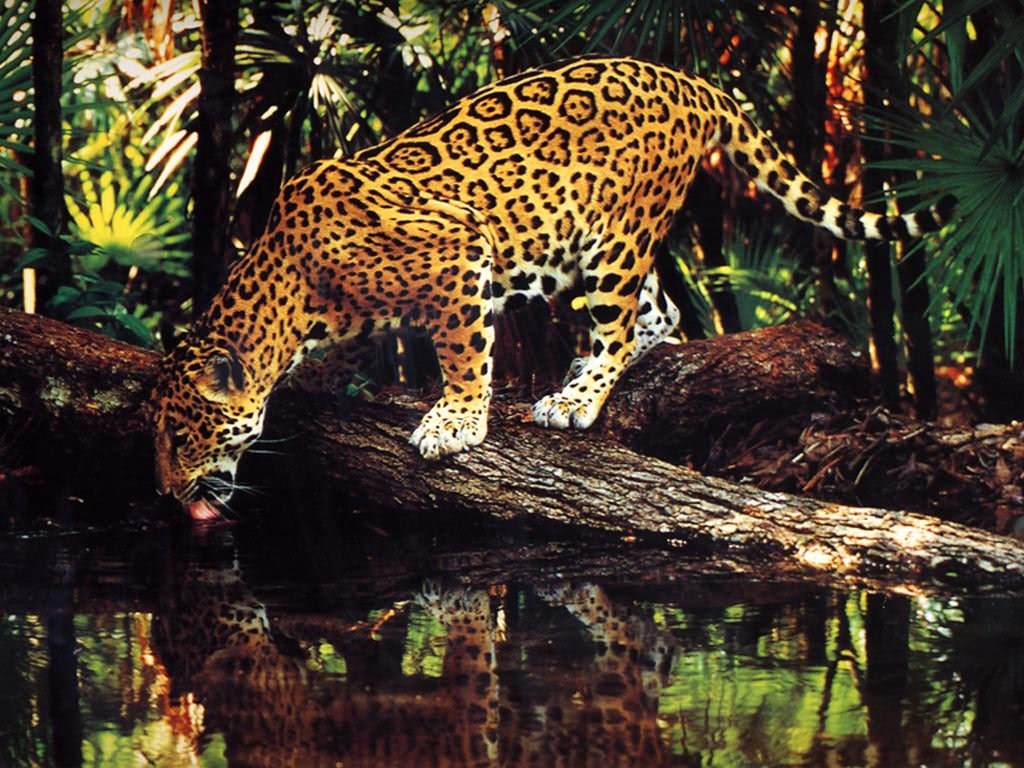 Jaguars Wallpaper N°38839