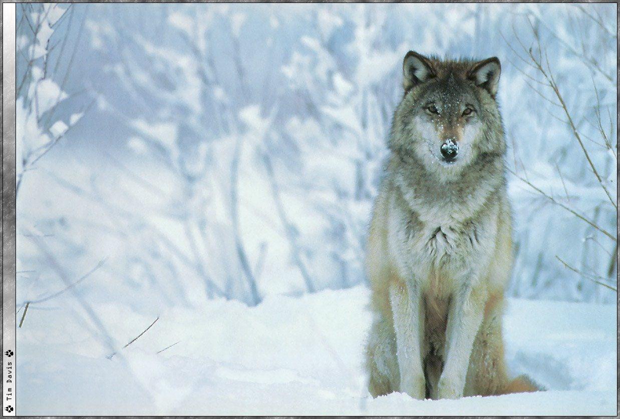 Loups Wallpaper N°38929